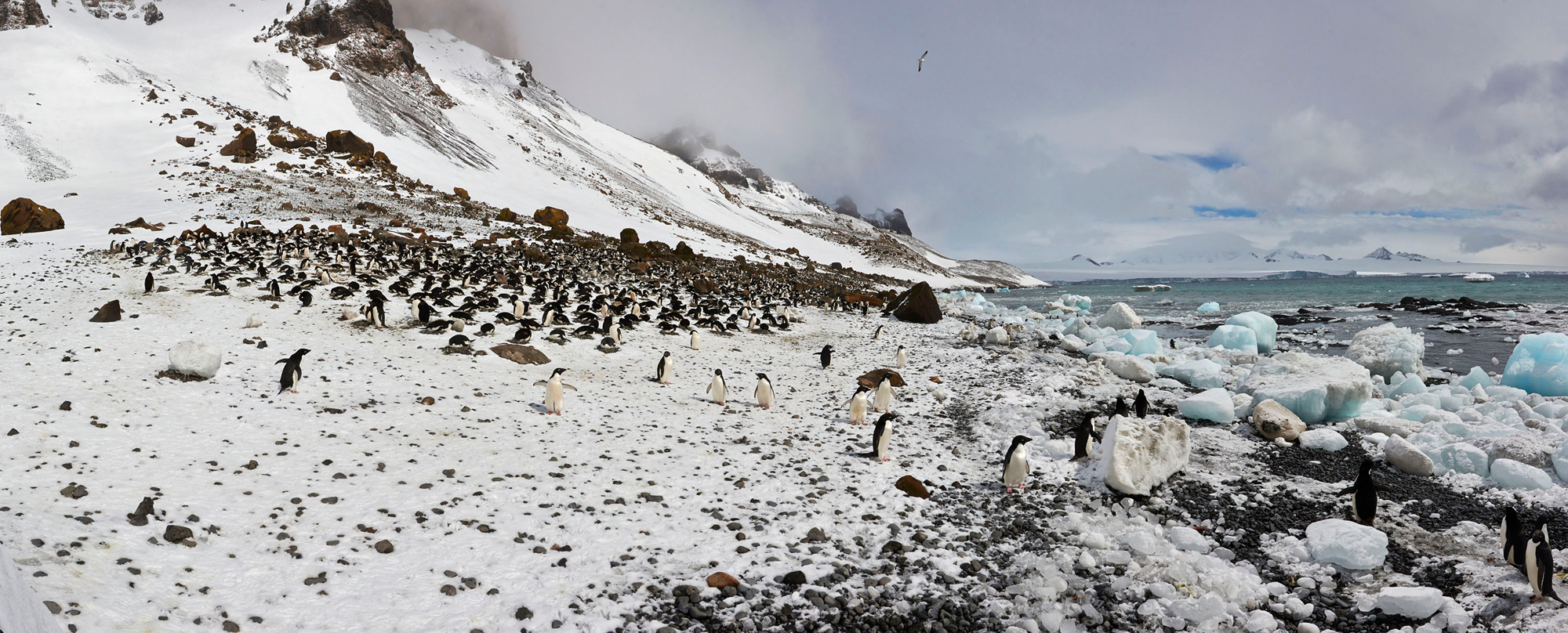 Penguin Colony, Antarctica, 3 shot Horizontal stitch