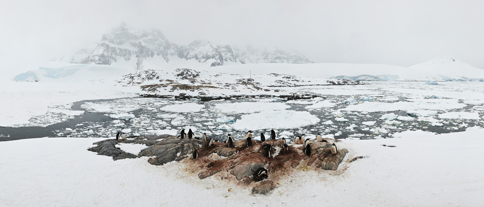 Penguin colony, Port Lockerby, Antarctica, single image pano