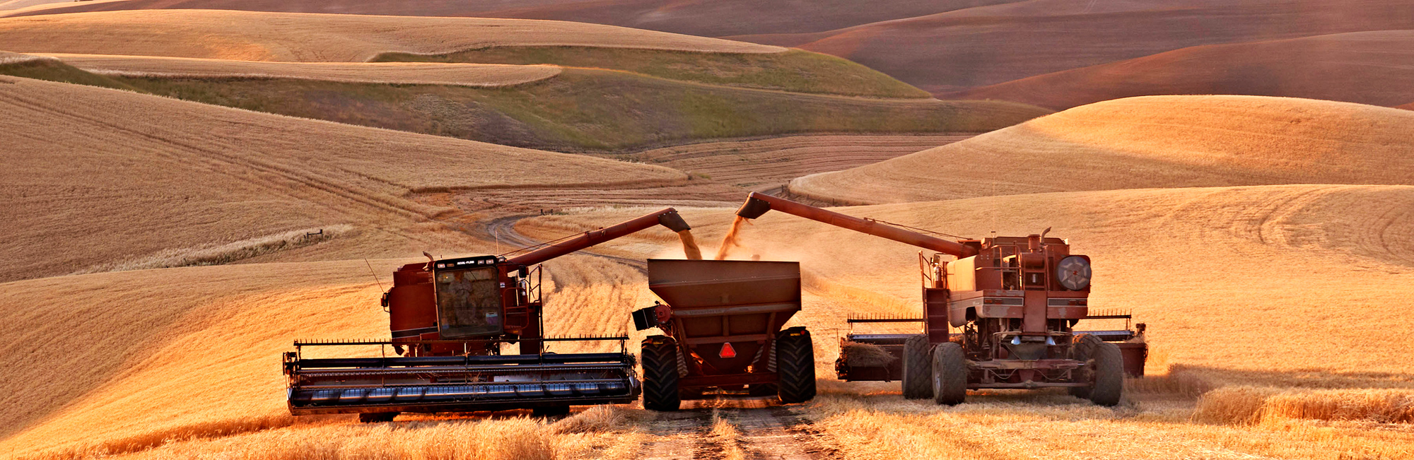 The harvest in the Palouse, single image
