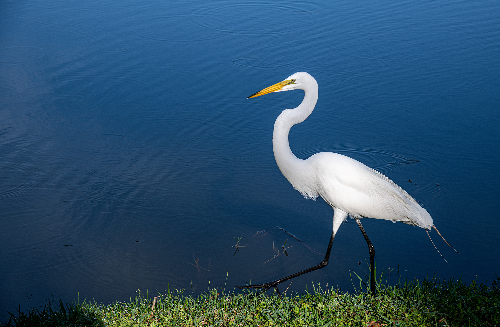 Egret-Fishing