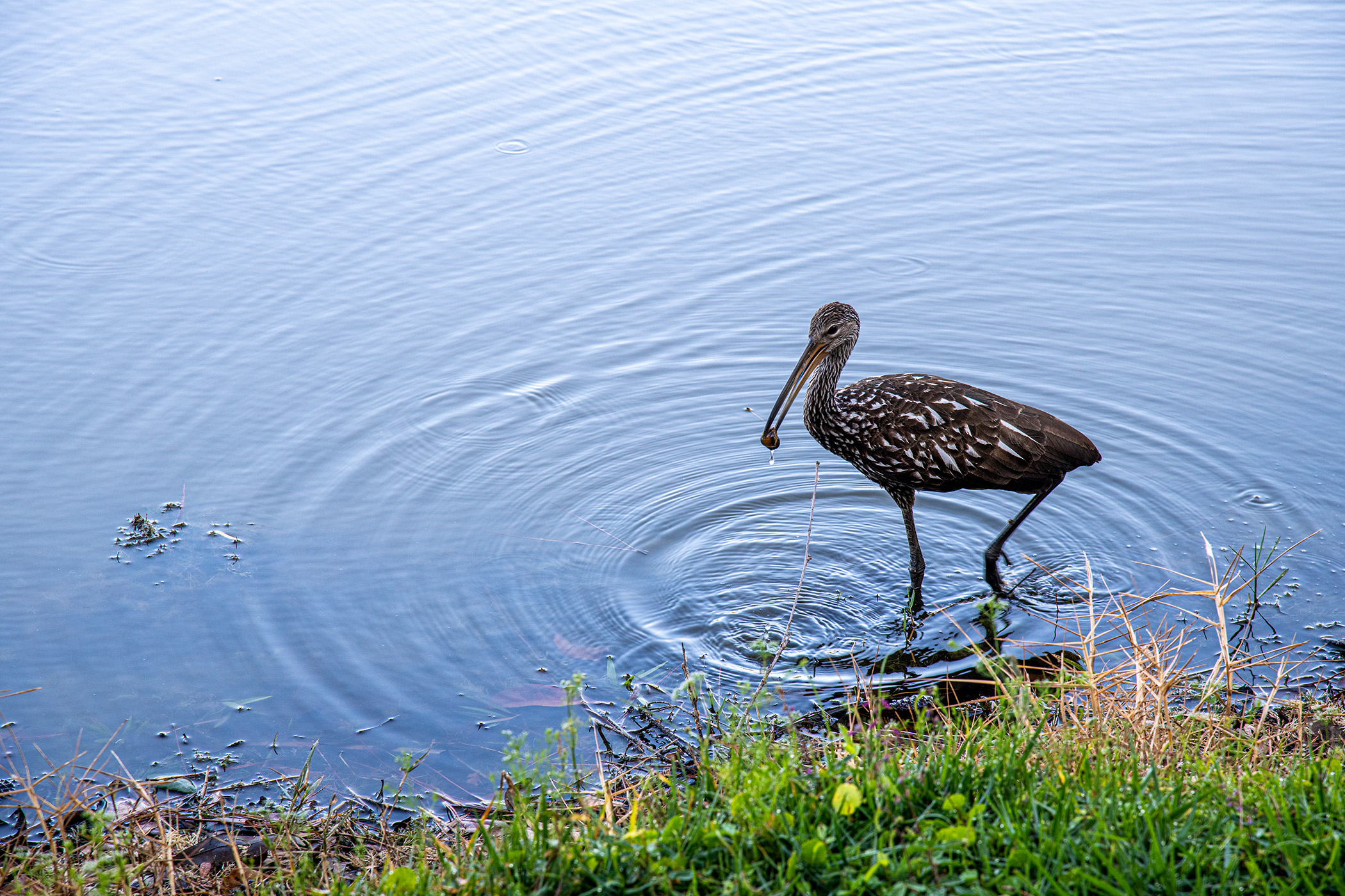 Limpkin-with-Snail
