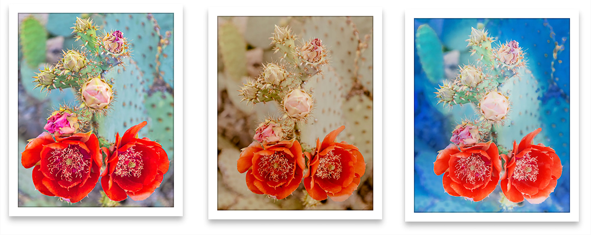 Cactus Flowers Color Palette Variations