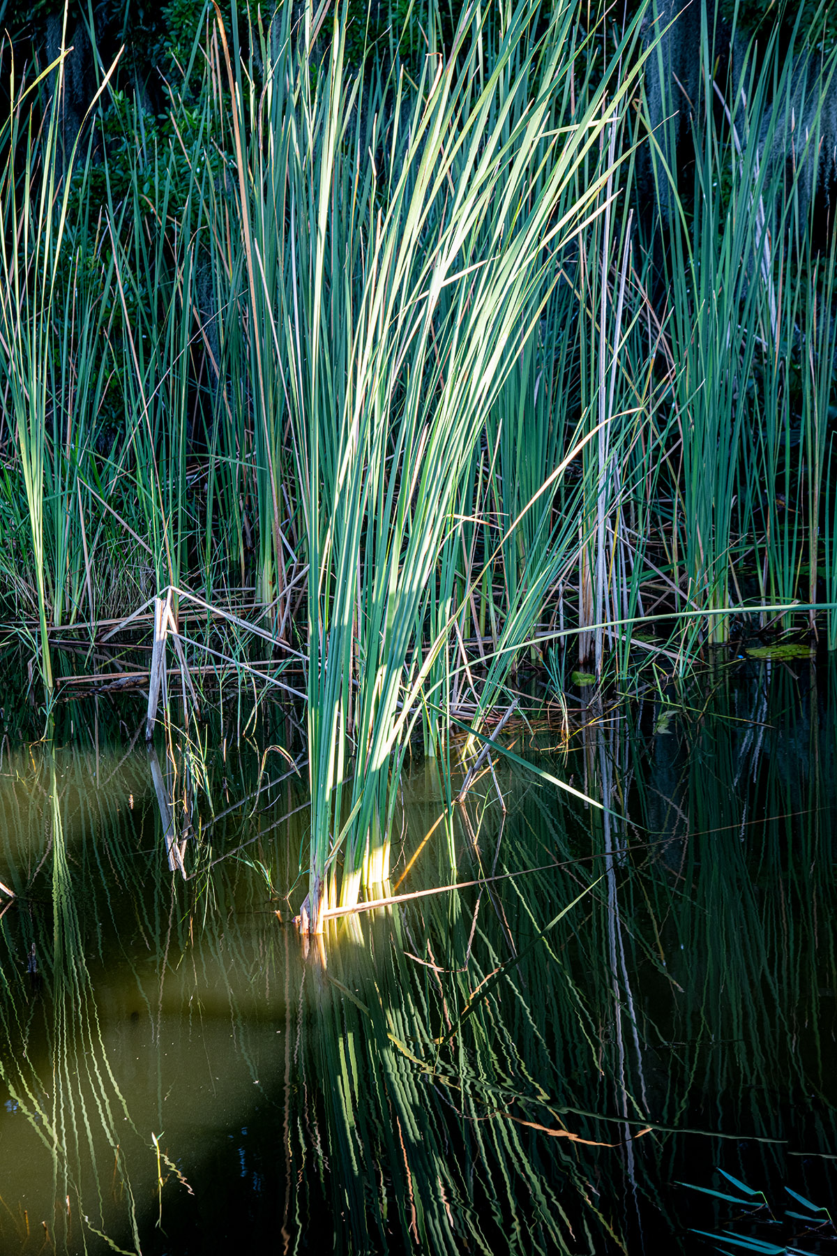 Reeds-in-Calm-Water