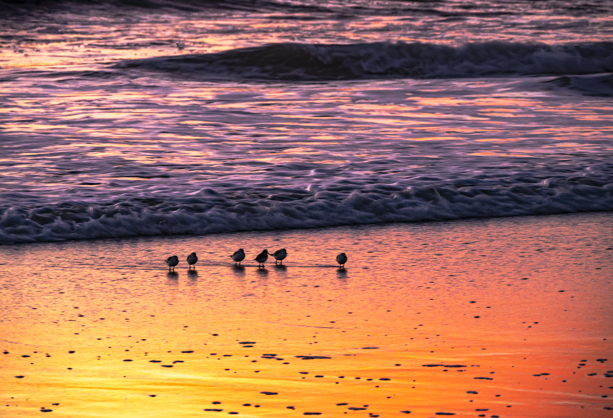 “Shorebirds at Day’s End”, 2011, Solana Beach, CA