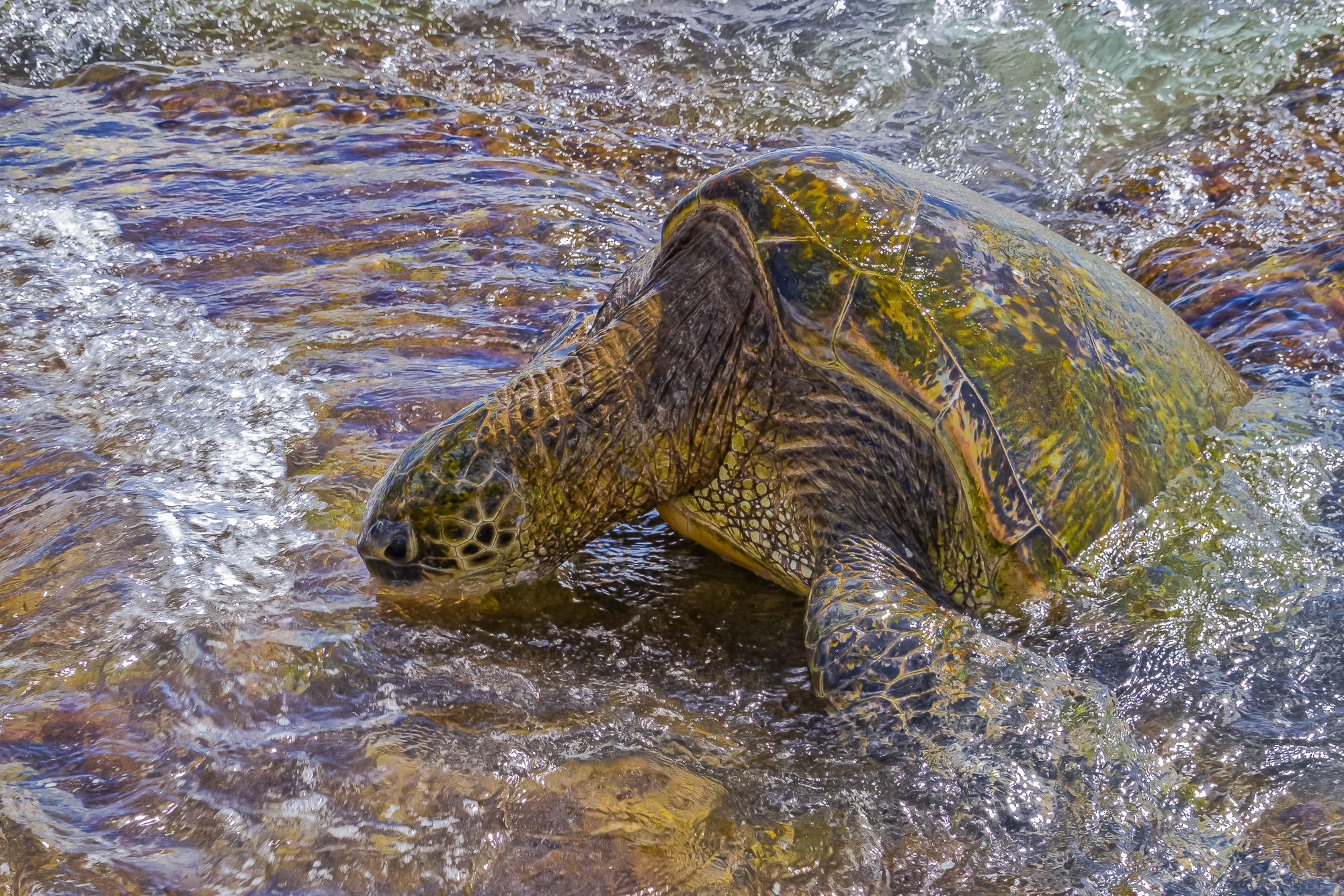 “Sea Turtle Grazing on Algae”, 2011, Kauai, HI