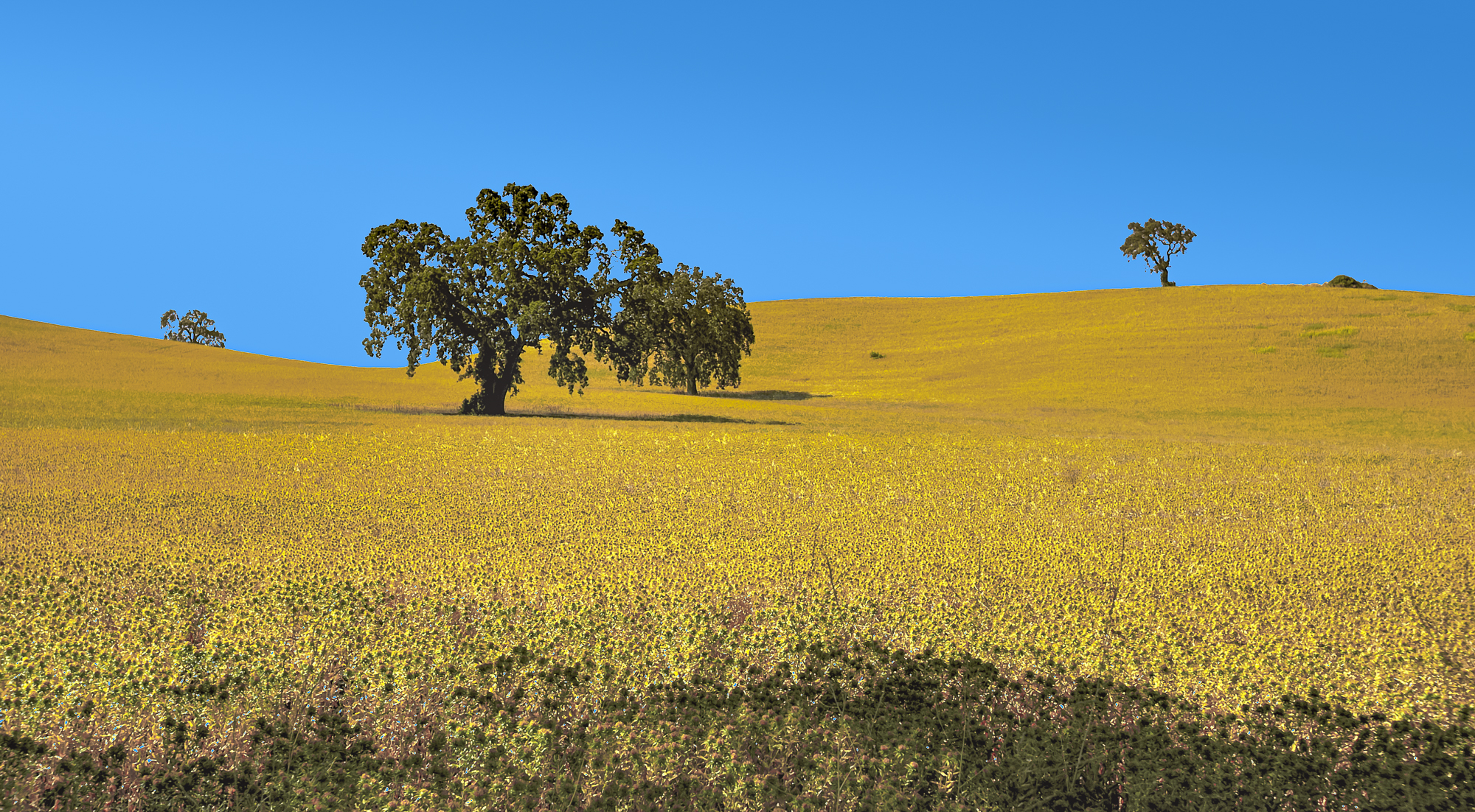 “Oak Tree in Yellow Field”, 2002, Barley field along CA SR 46