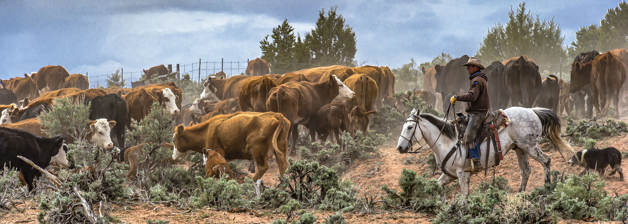 “Cattle Drive”, 2010, Moab, UT
