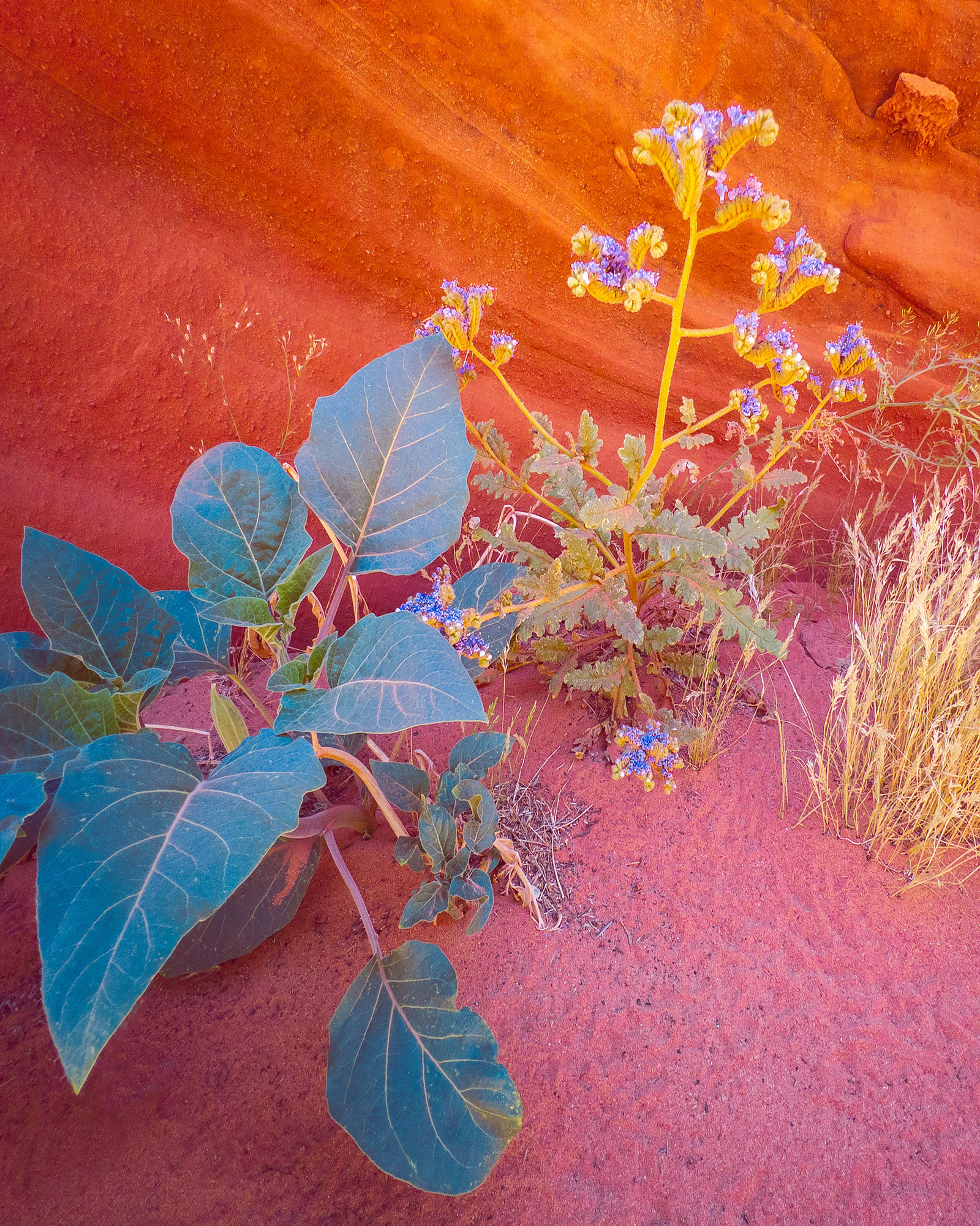 Datura, grasses and flowers along a canyon wall