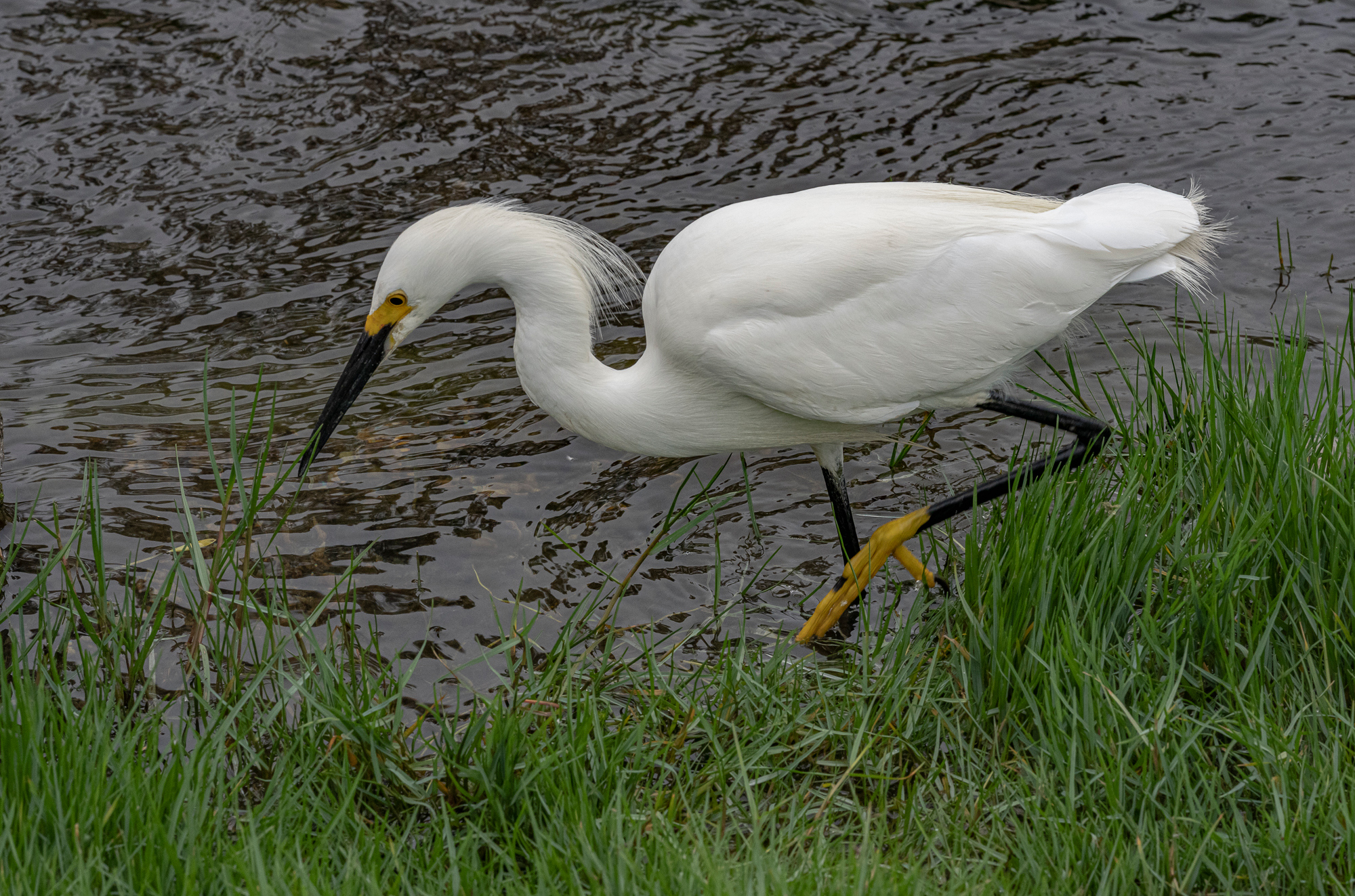 “Egret on the Hunt #1”, 2022, Laguna Niguel Regional Park