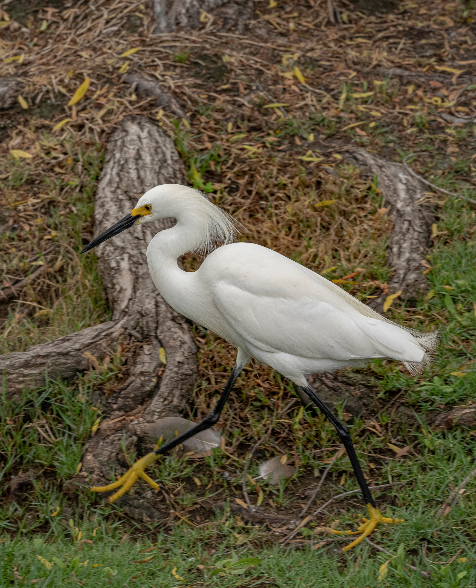 “Egret in a Hurry”, 2022, Laguna Niguel Regional Park