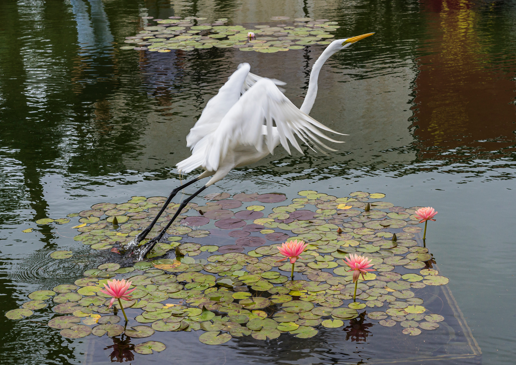 “Wild Egret Leaving a Koi Pond”, 2015, Balboa Park, San Diego