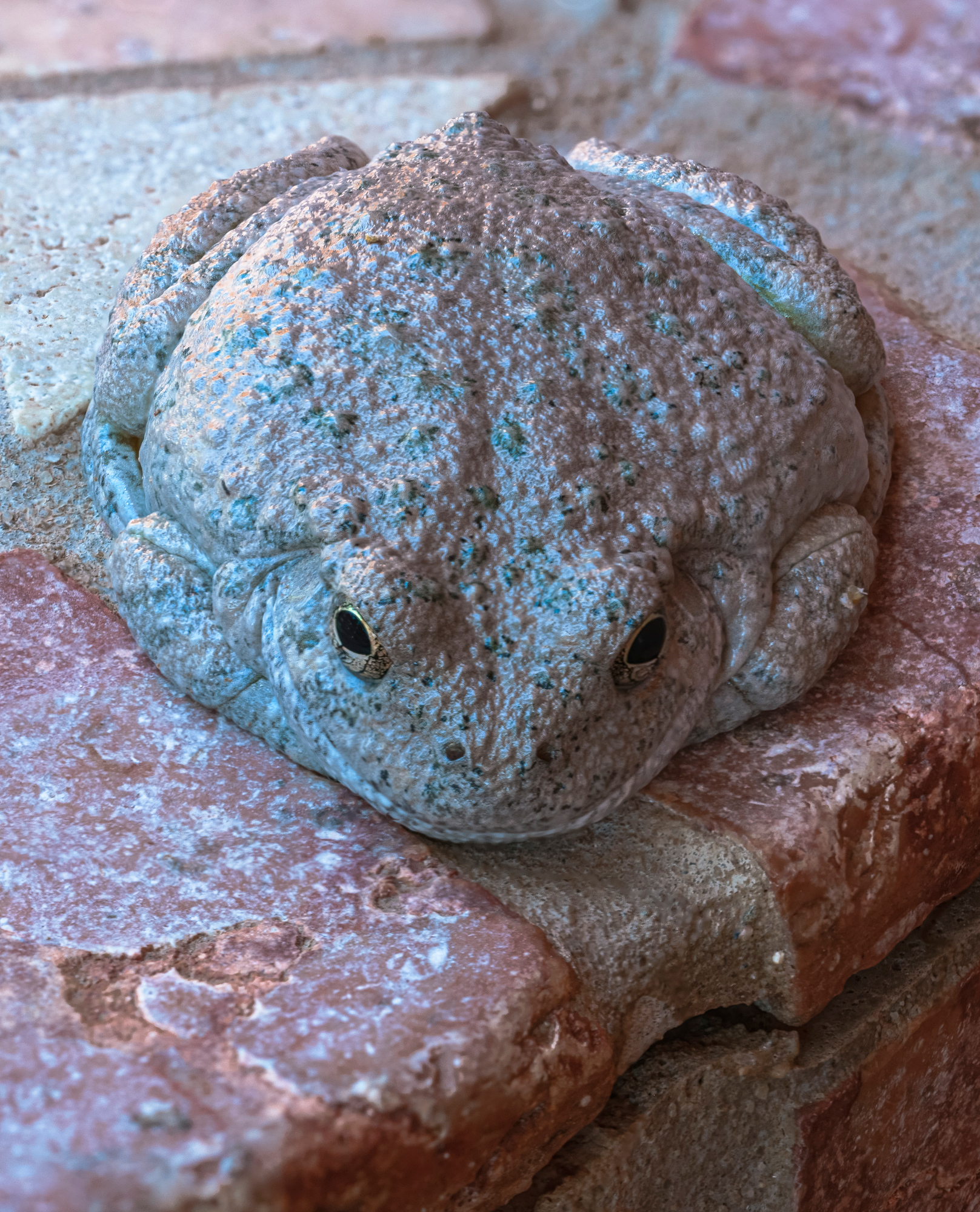 “Arizona Toad”, 2014, Sedona, AZ