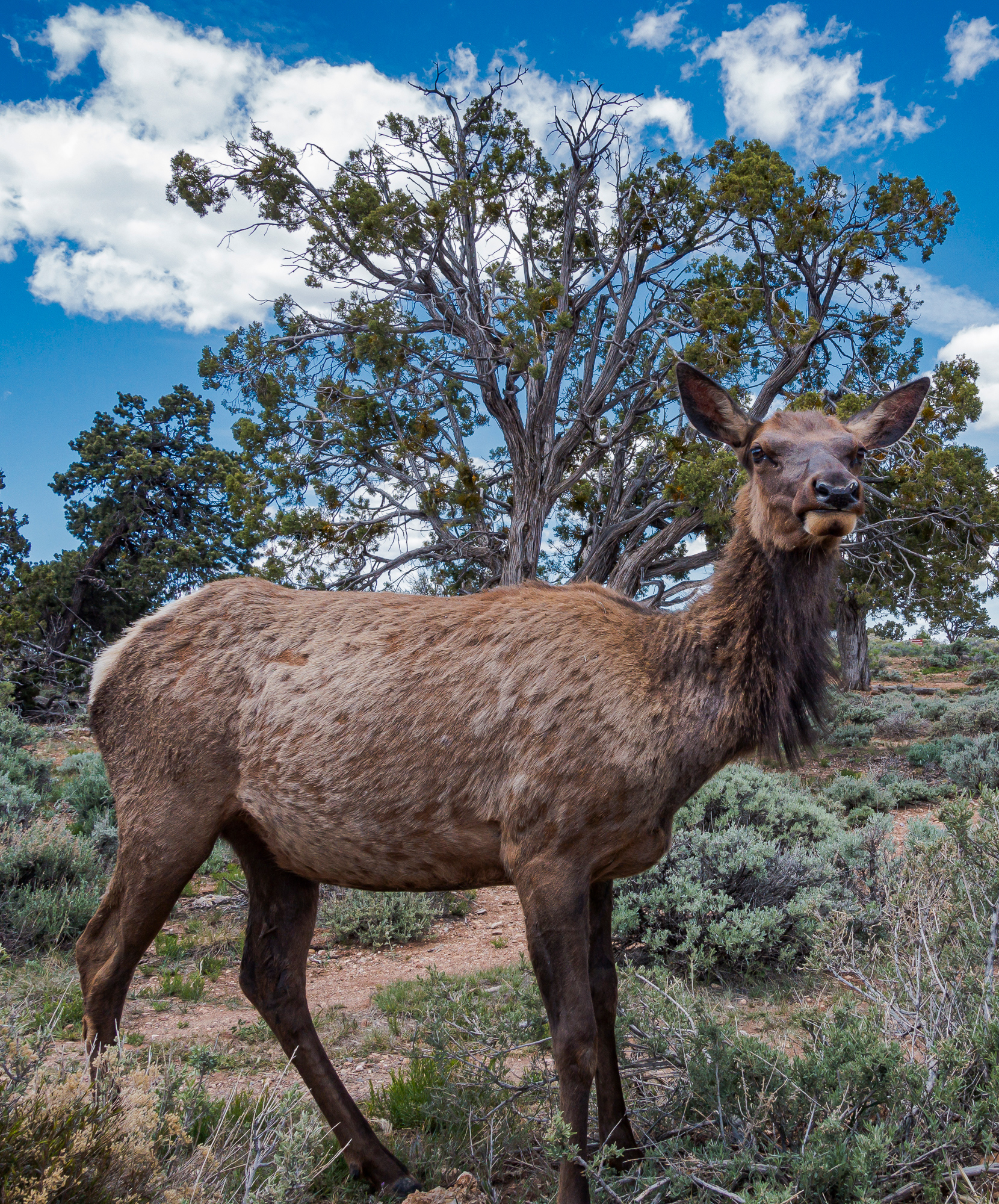 “Placid Elk Cow”, Desert View, Grand Canyon NP
