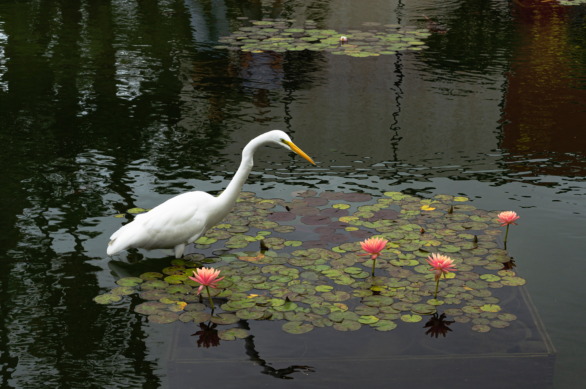 “Wild Egret Fishing a Koi Pond”, 2015, Balboa Park, San Diego