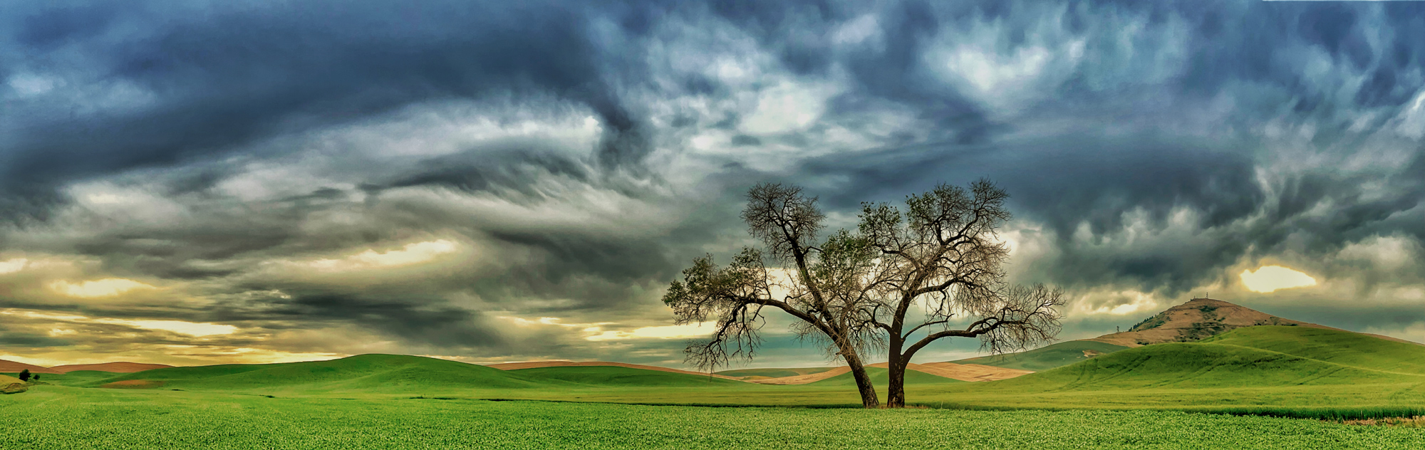Lone Trees are a defining feature of the Palouse. I know some of he best