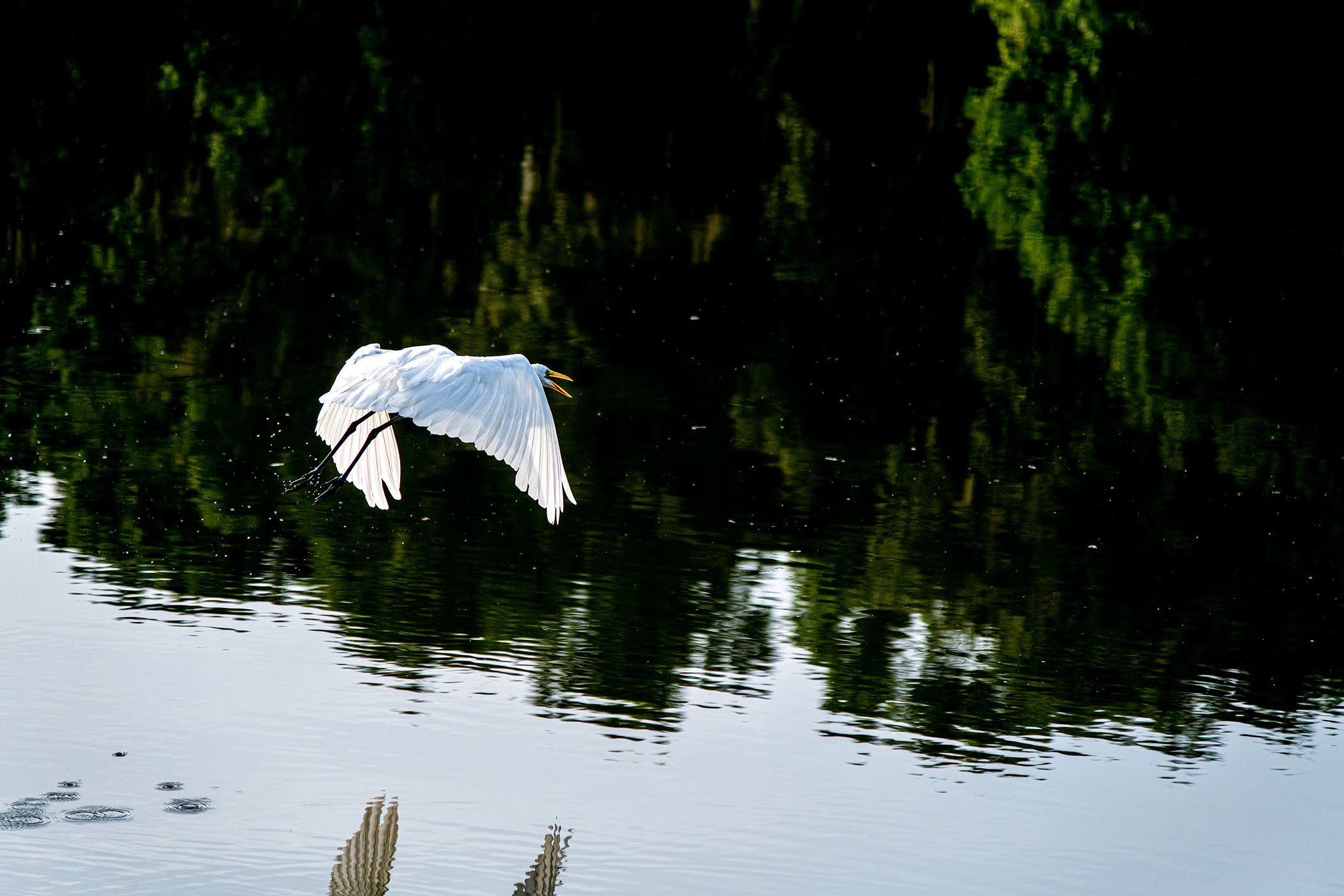 Snowy-Egret-Squawking