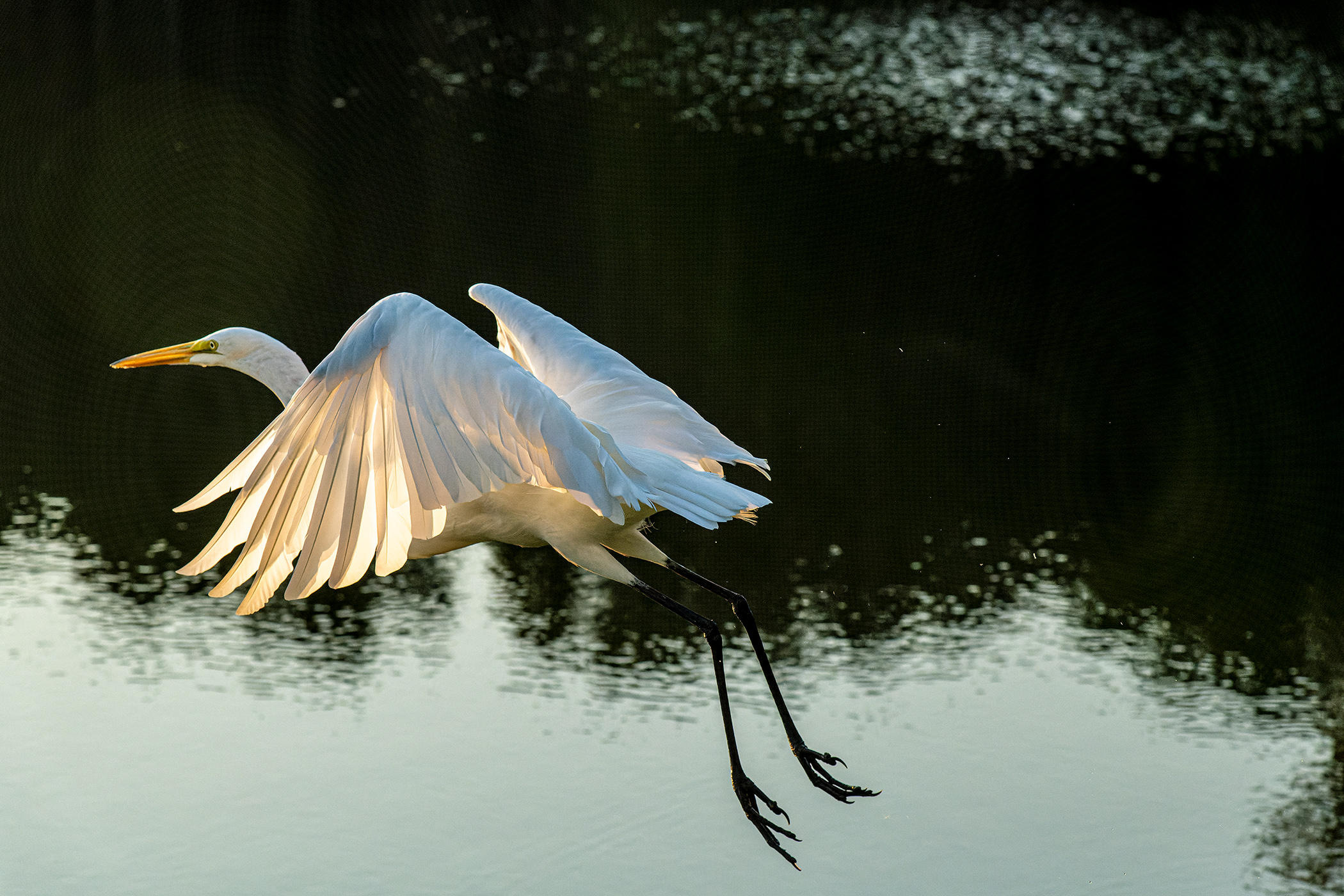 Egret-and-Sunlight