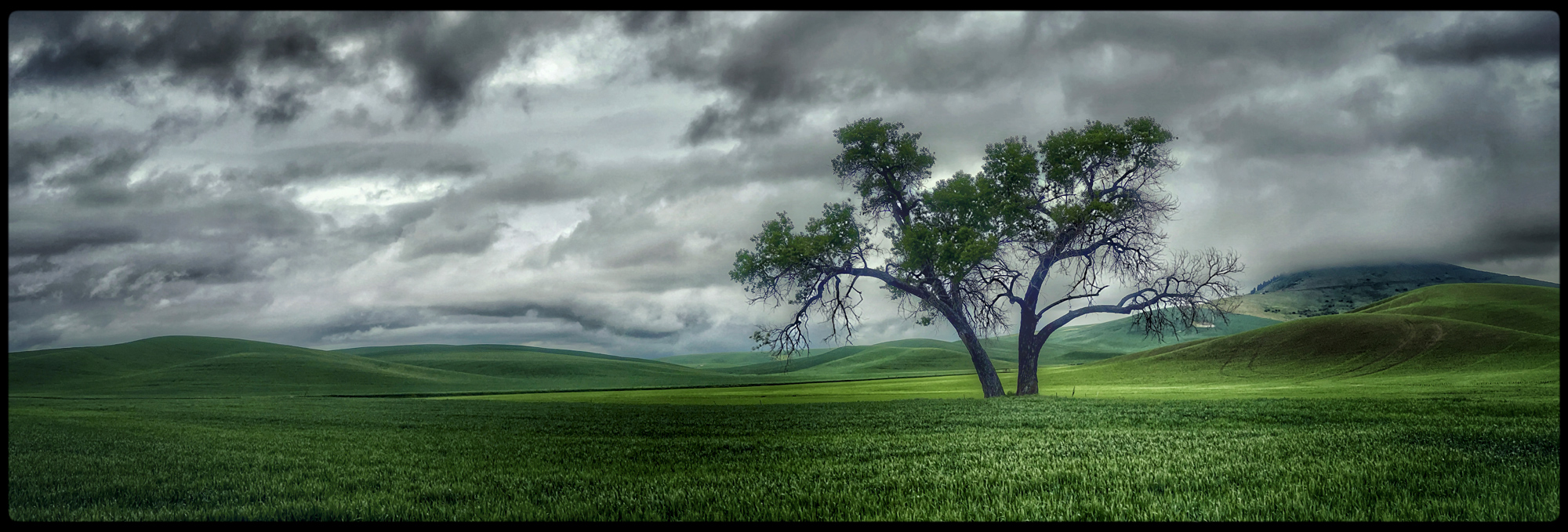 The Lonely Tree, an iconic symbol of the Palouse