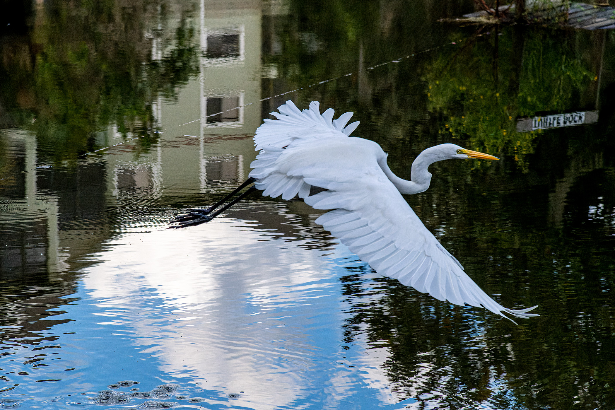 The-Daily-Egret