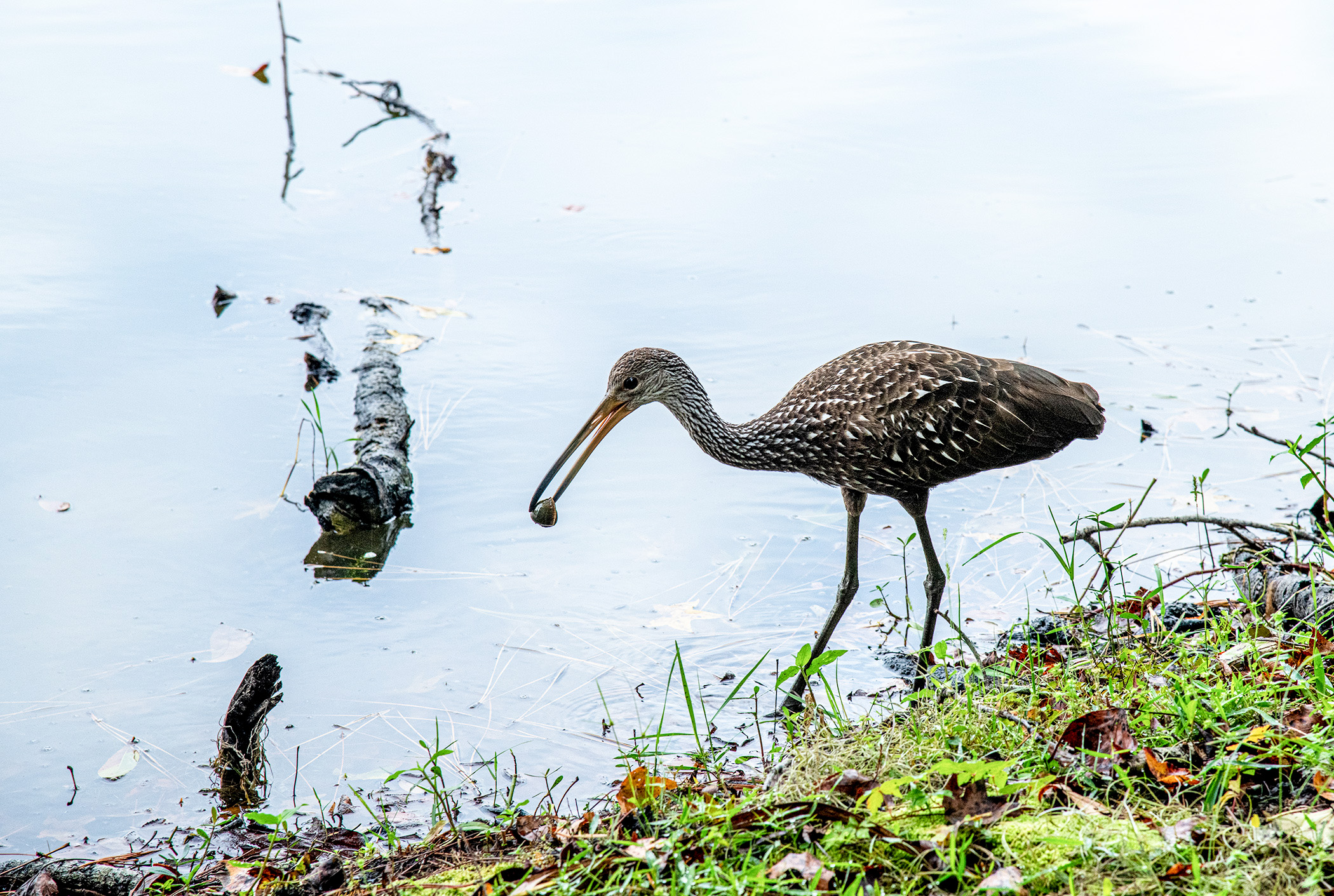 Ms.-Limpkin-and-Snail