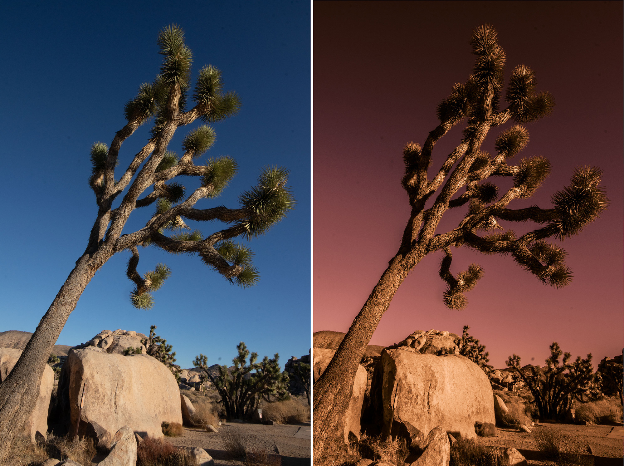 Joshua Tree, before and after