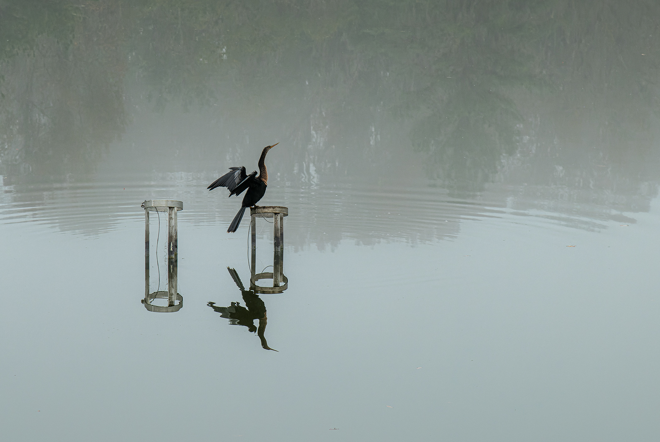 Ms.-Anhinga-Drying-Out-in-the-Fog