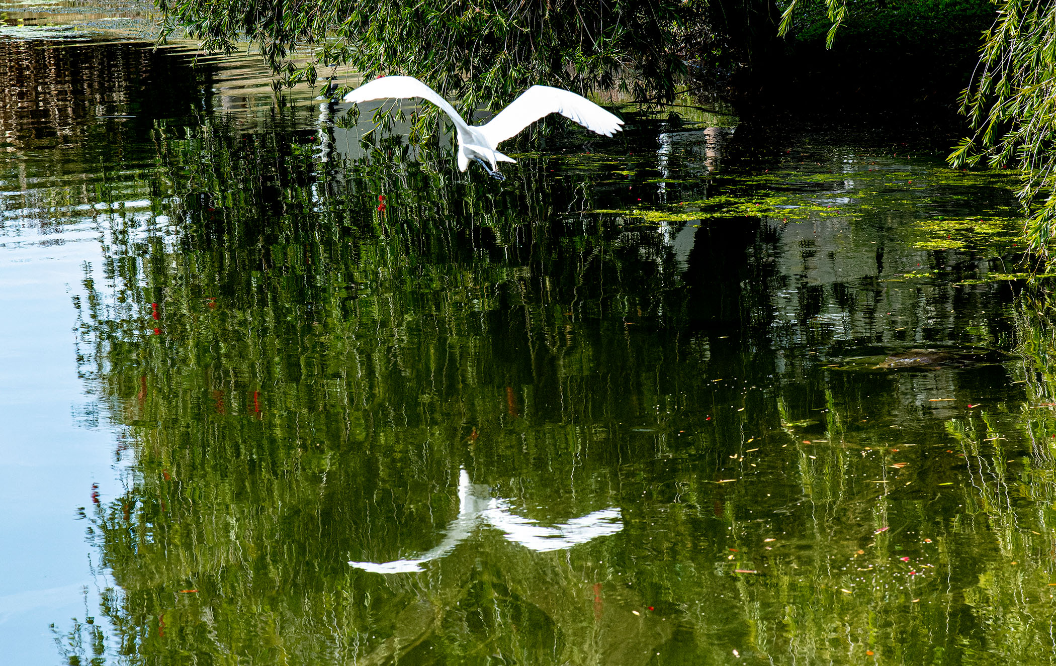 Egret-Over-Water