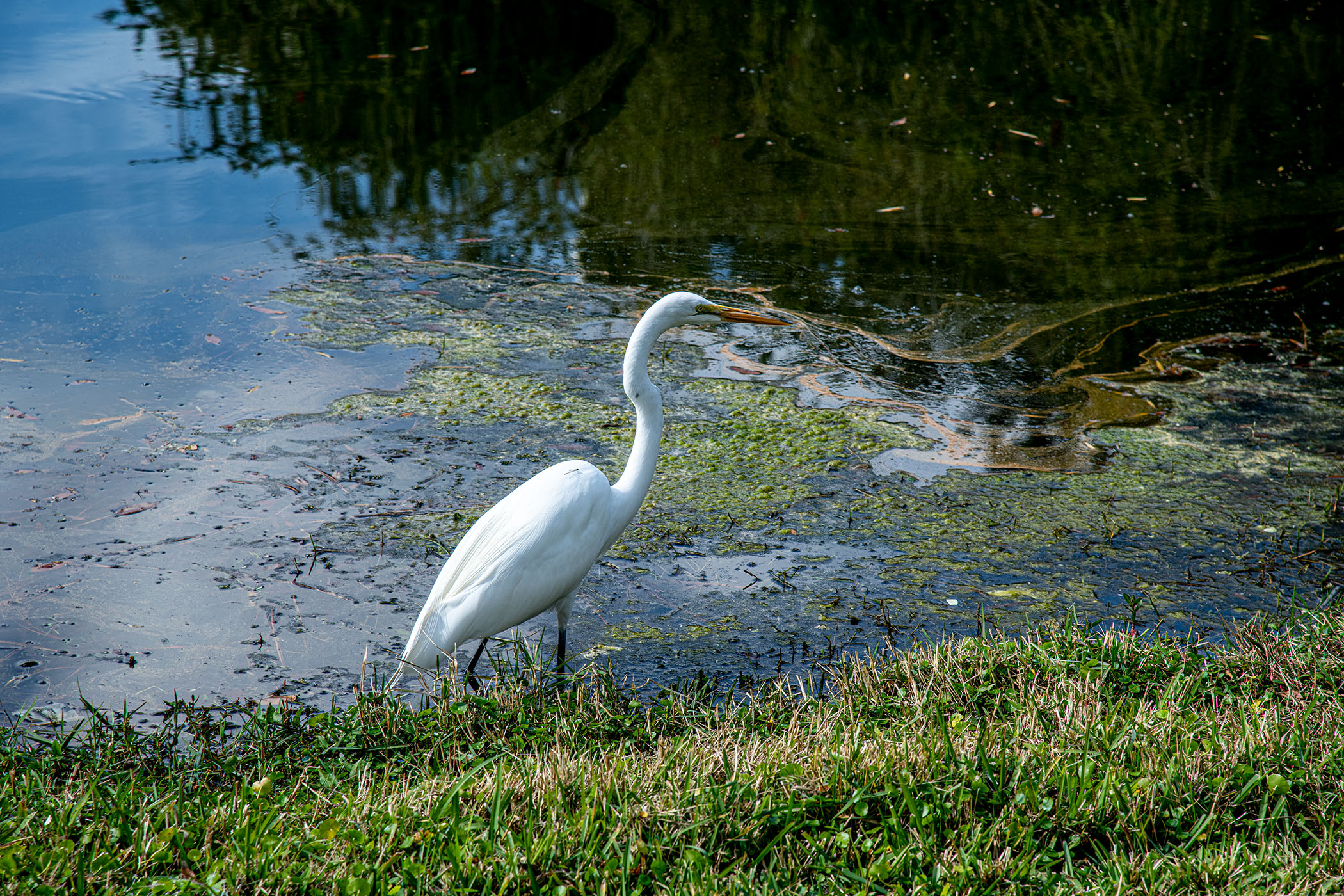 Ms-Egret-Posing-for-the-Camera