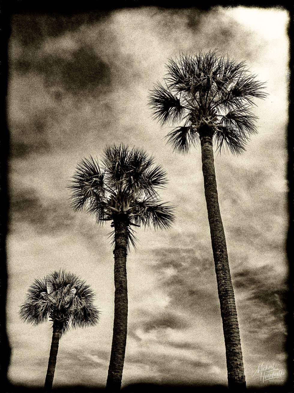 Palms At Fort Pulaski