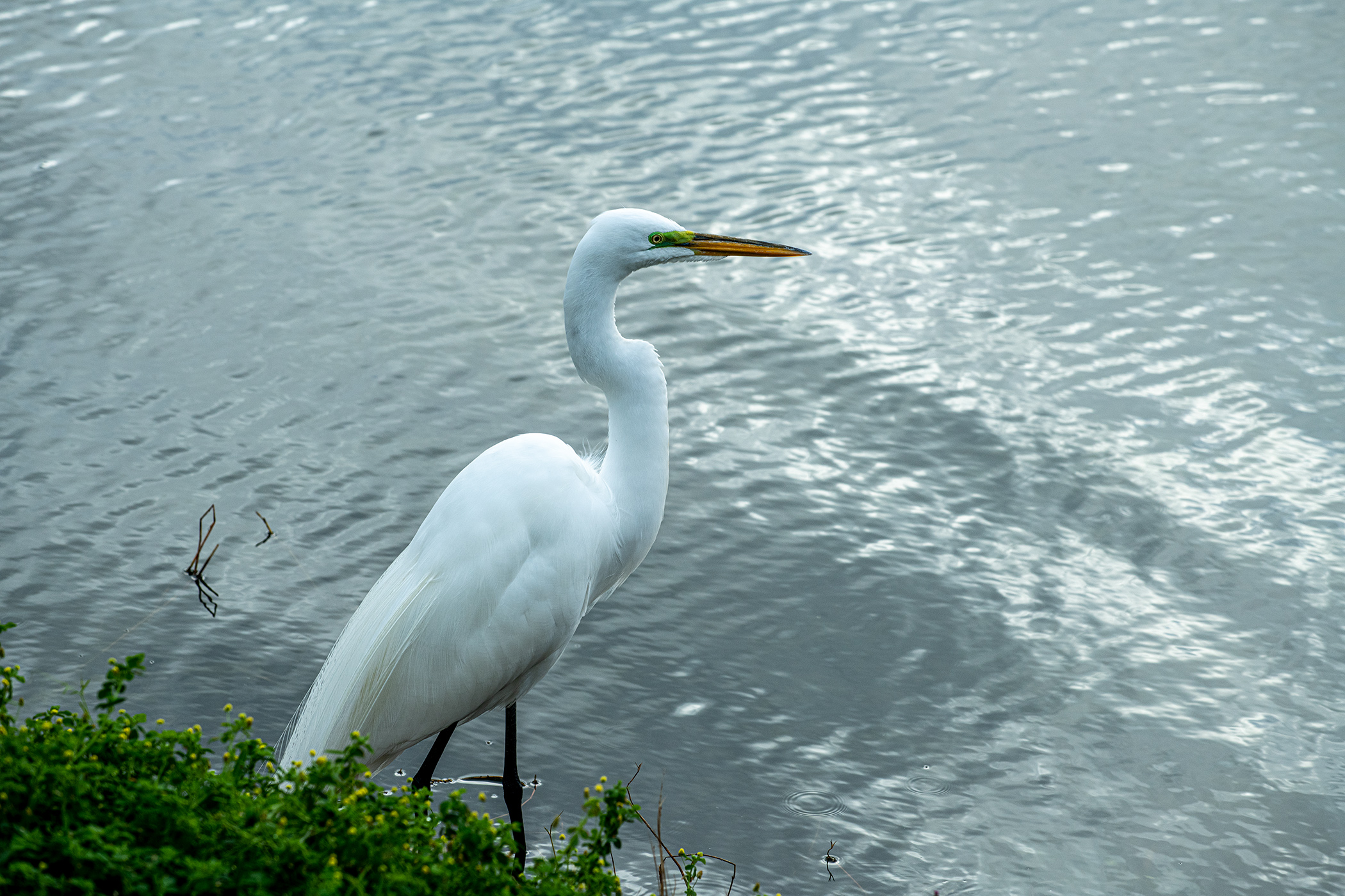 Egret-and-the-Pond
