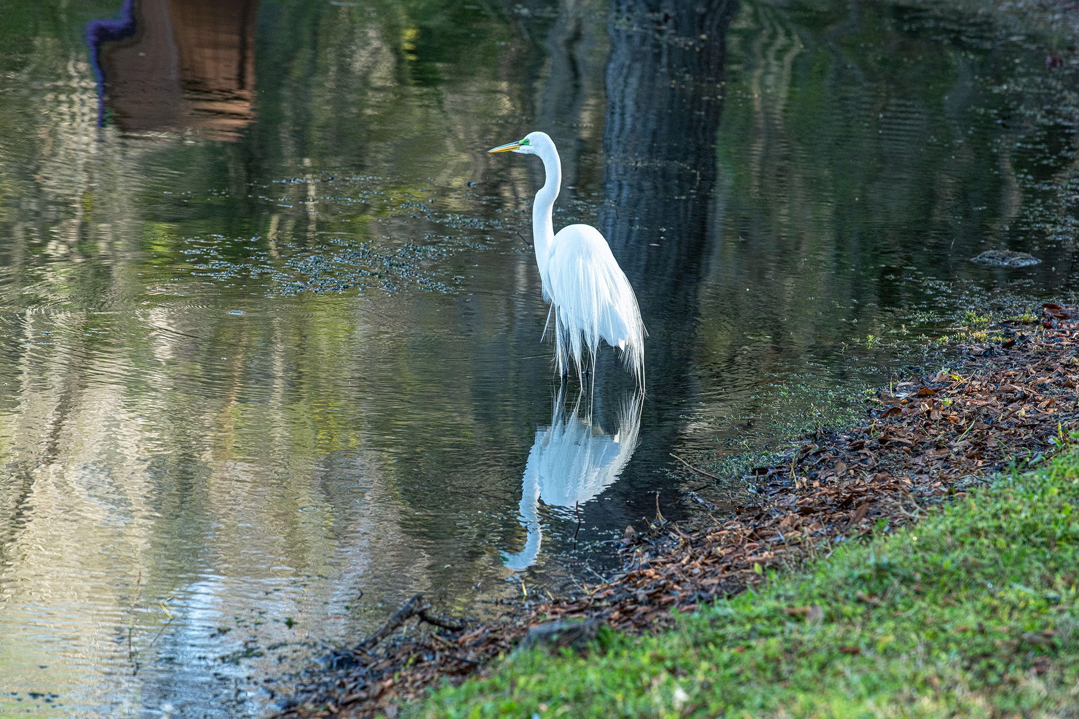 Resident-Egret-Being-Beautiful