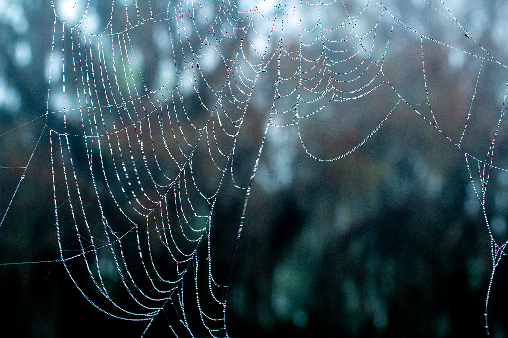 Spiderweb-in-Fog
