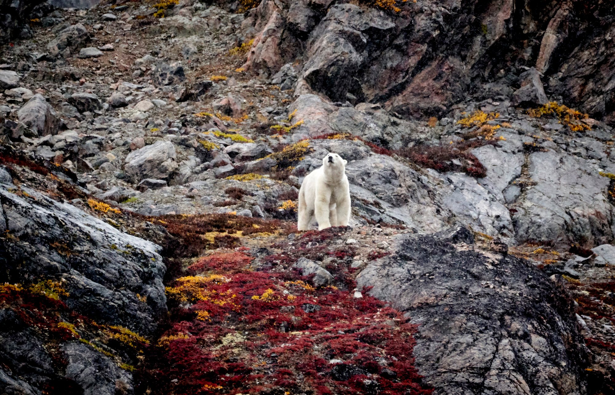 Polar Bear on mountainside in Greenland