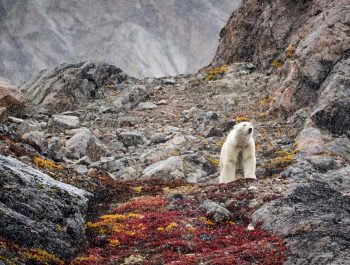 Behind The Shot – Polar Bear In Greenland