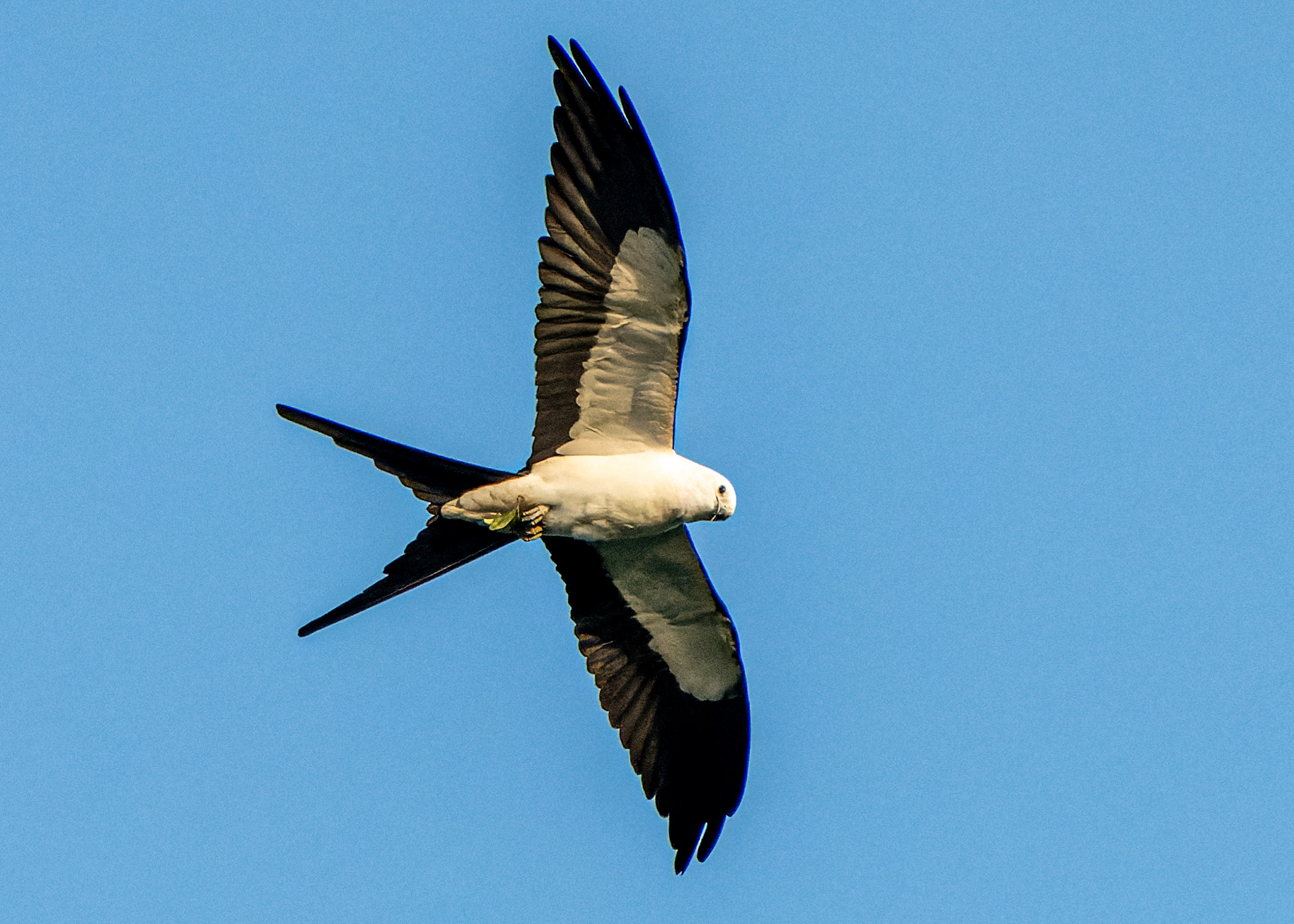 Swallow-tailed-Kite-Flyover
