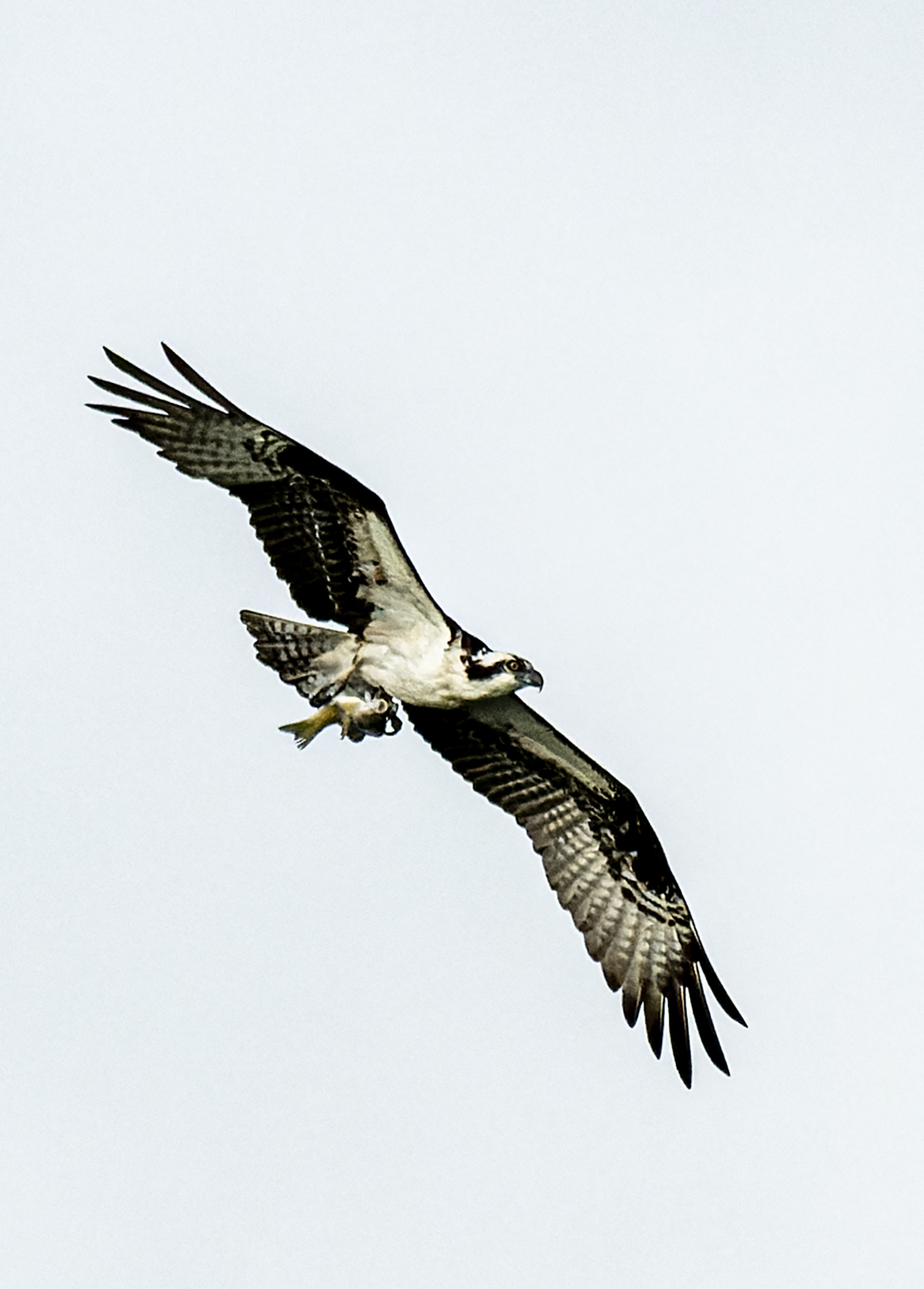 Another-Osprey-With-Fish