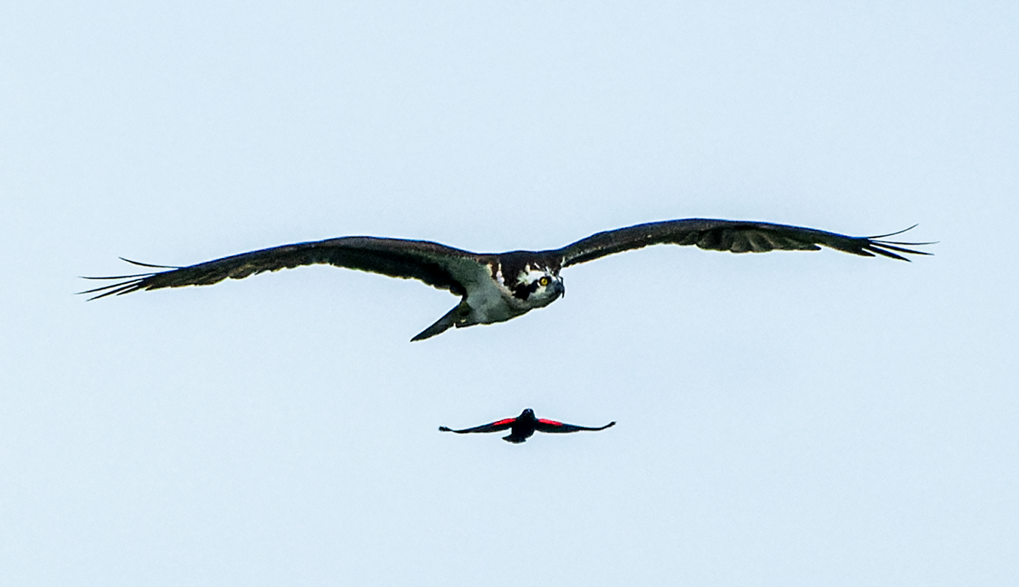 Red-winged-Blackbird-Chasing-Osprey