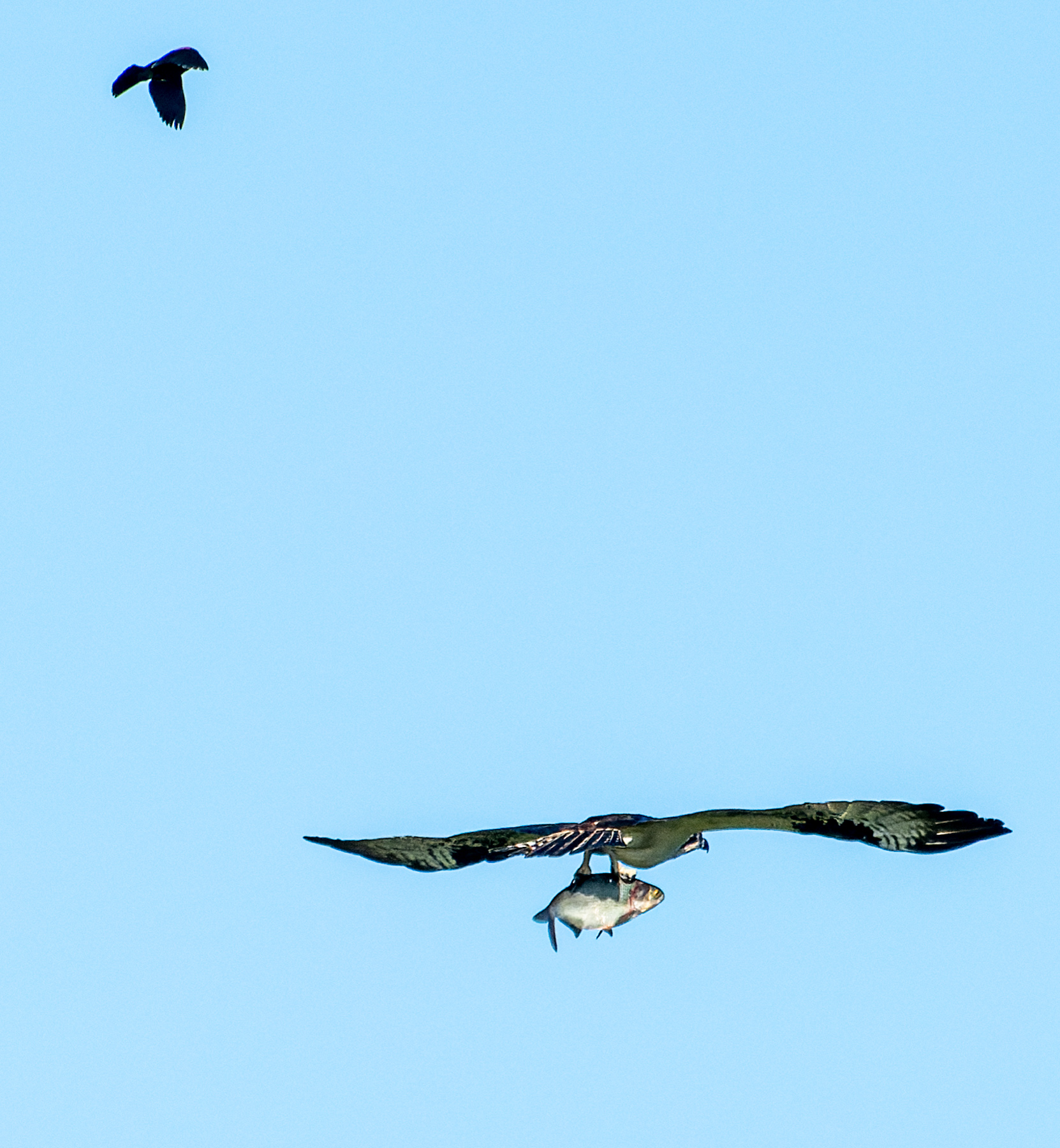 Blackbird-Chasing-Osprey-with-Fish