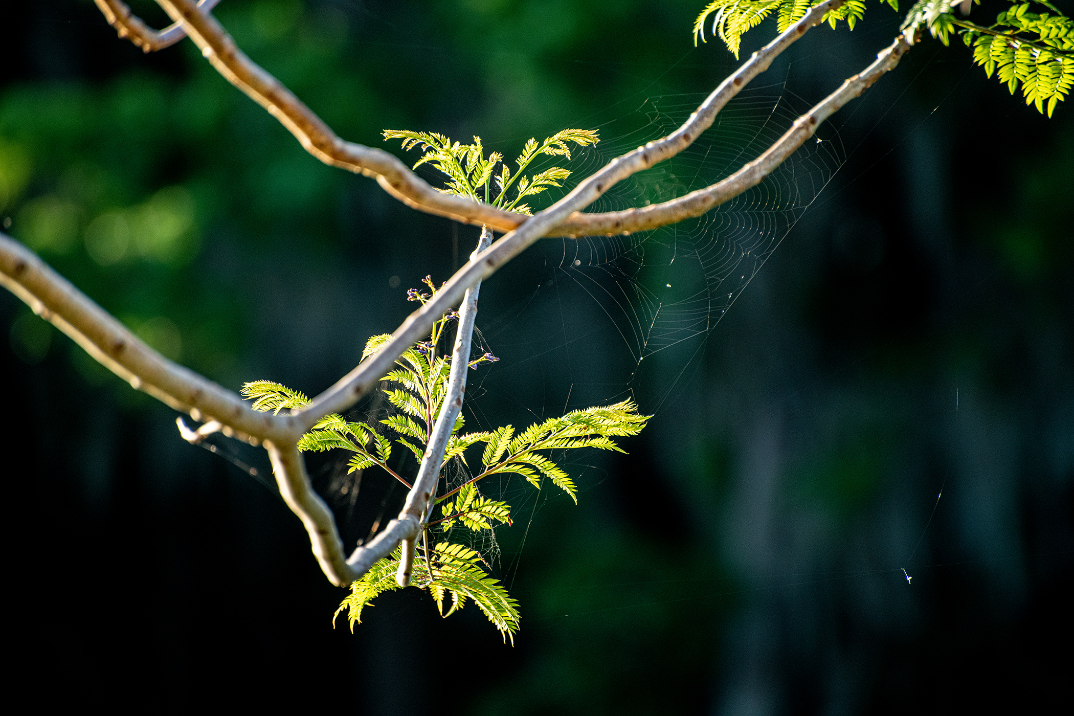 Branch-and-Web