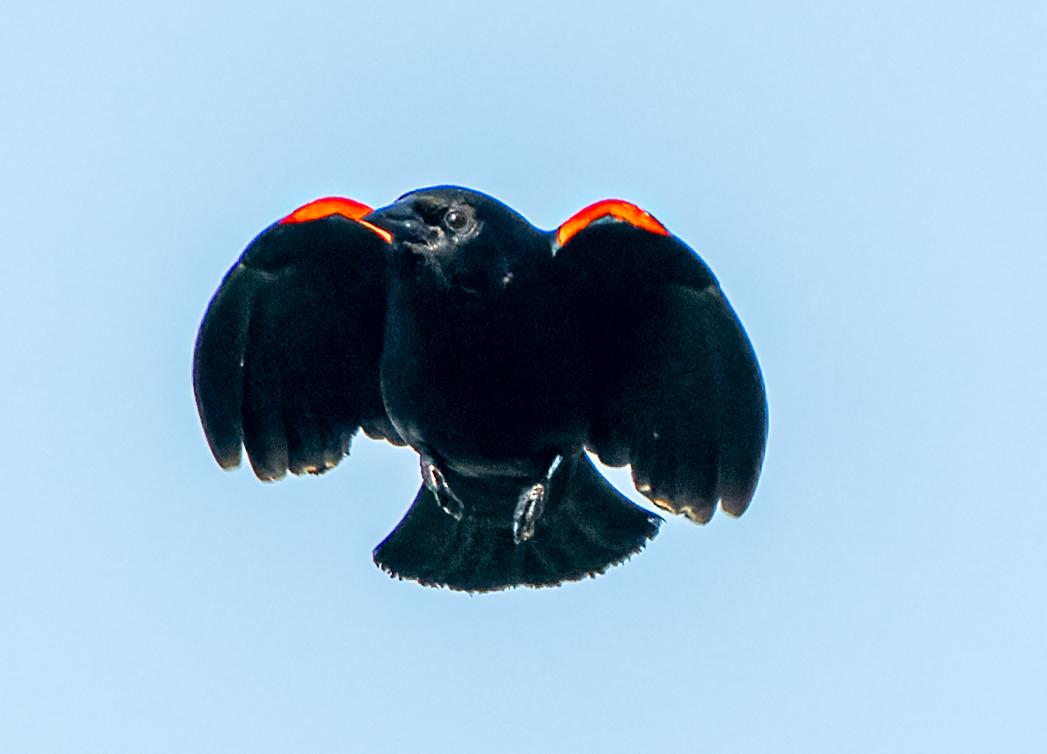 Red-winged-Blackbird-coming-for-you