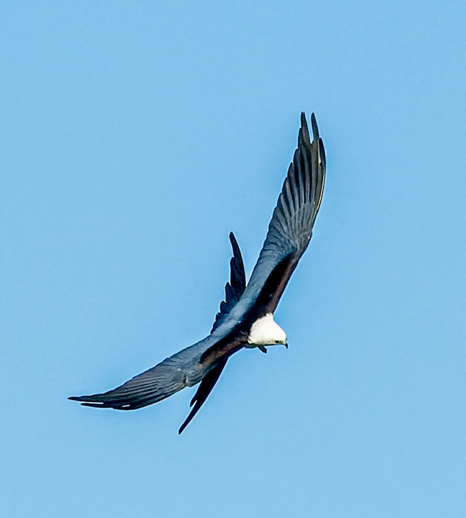 Swallow-tailed-Kite-Maneuvering