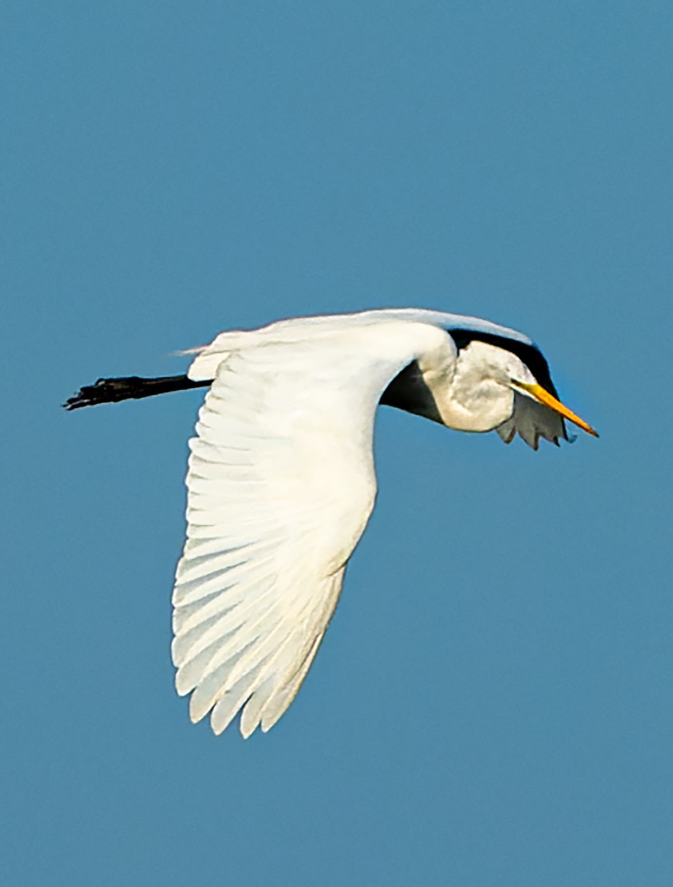 Another-Resident-Egret-Flyby