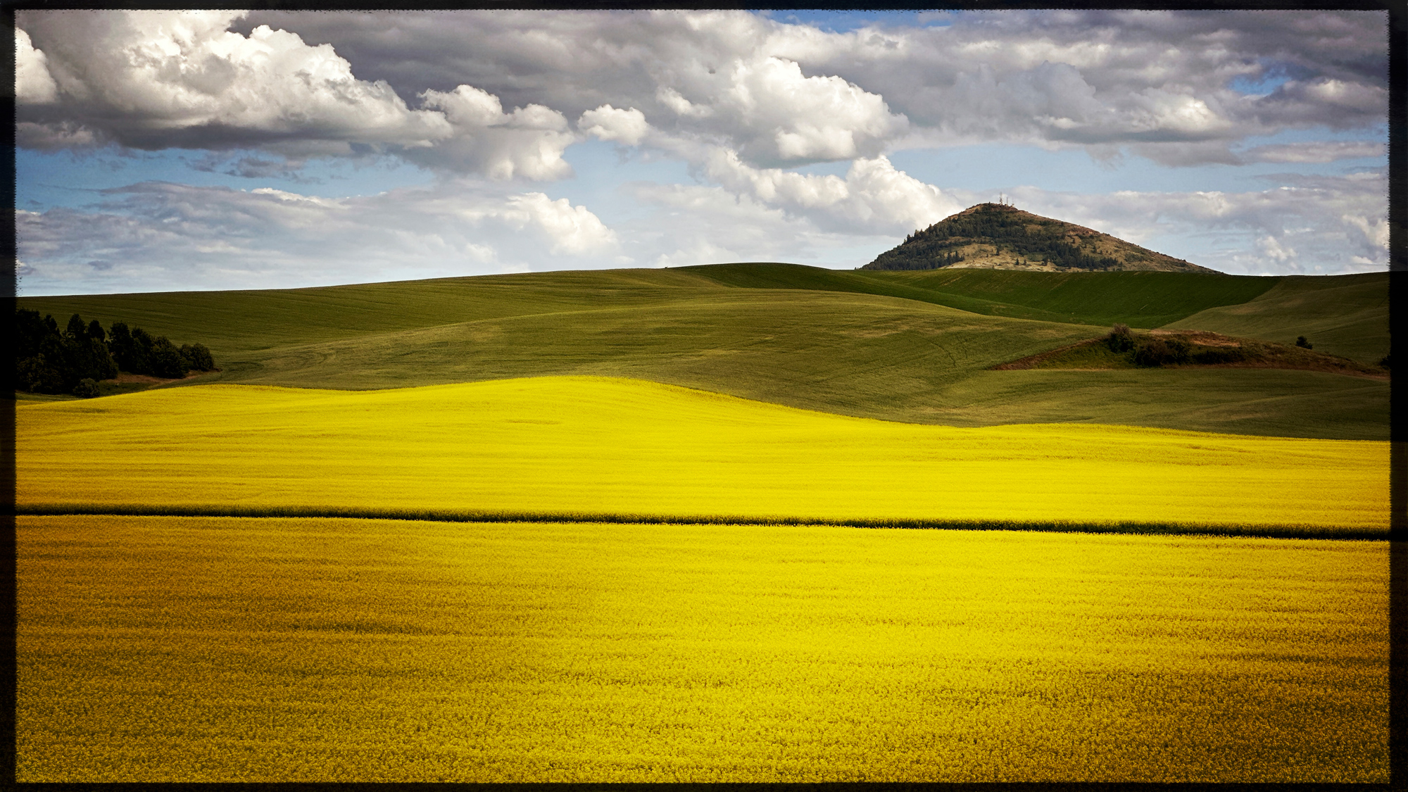Canola field with Step Toe Butte in the background.