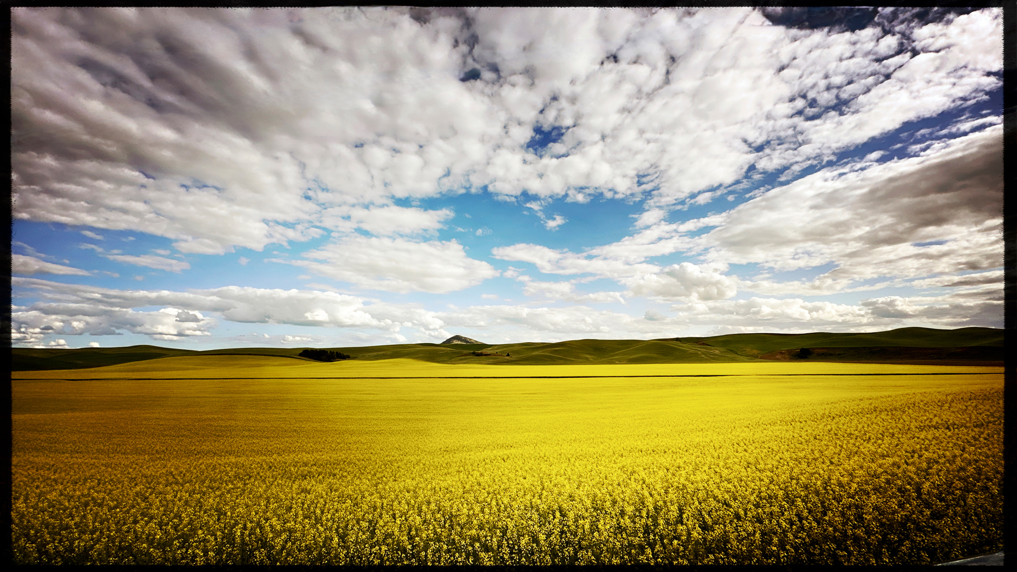 Stunning clouds and fields of yellow