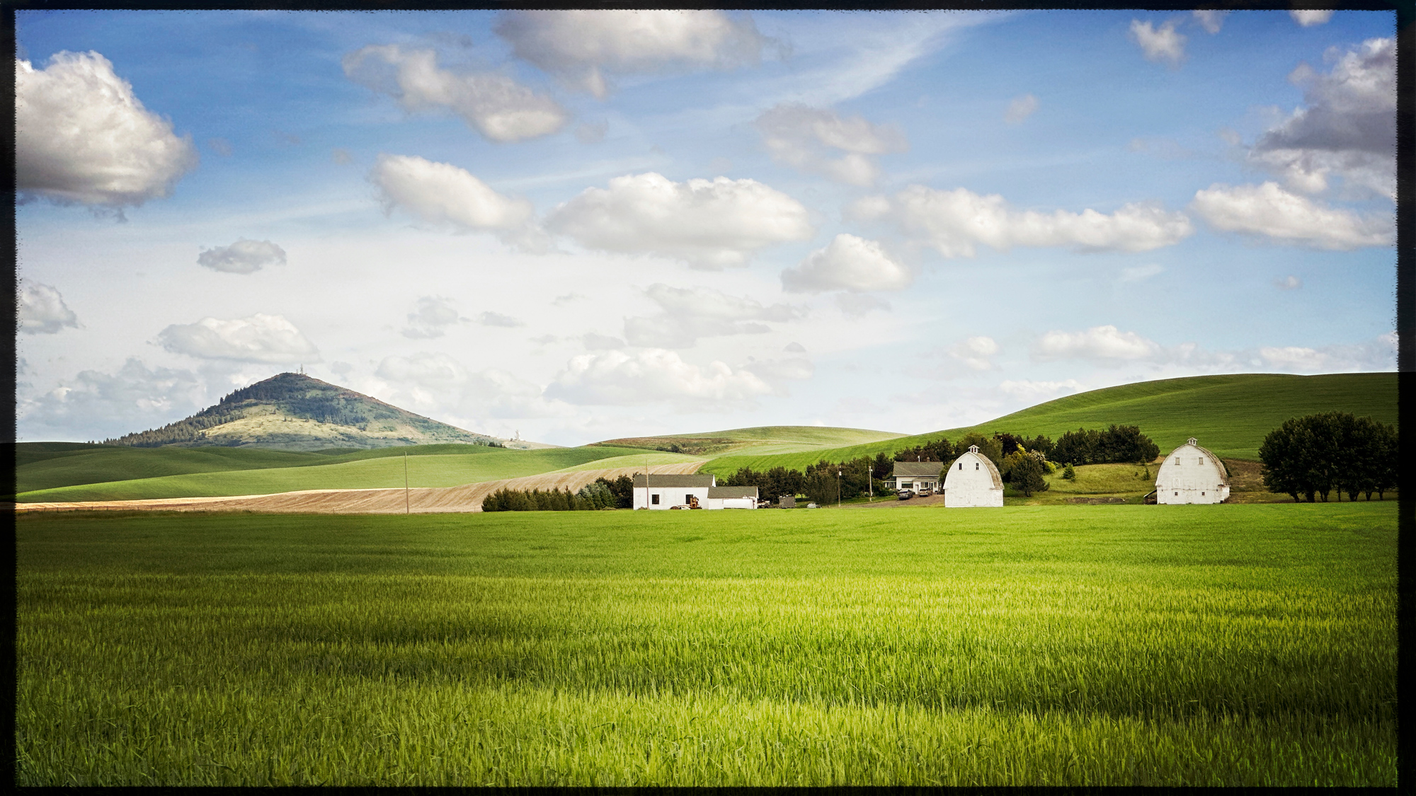 This is a photo of one of the iconic locations. The twin white barns with Steptoe Butte in the background.