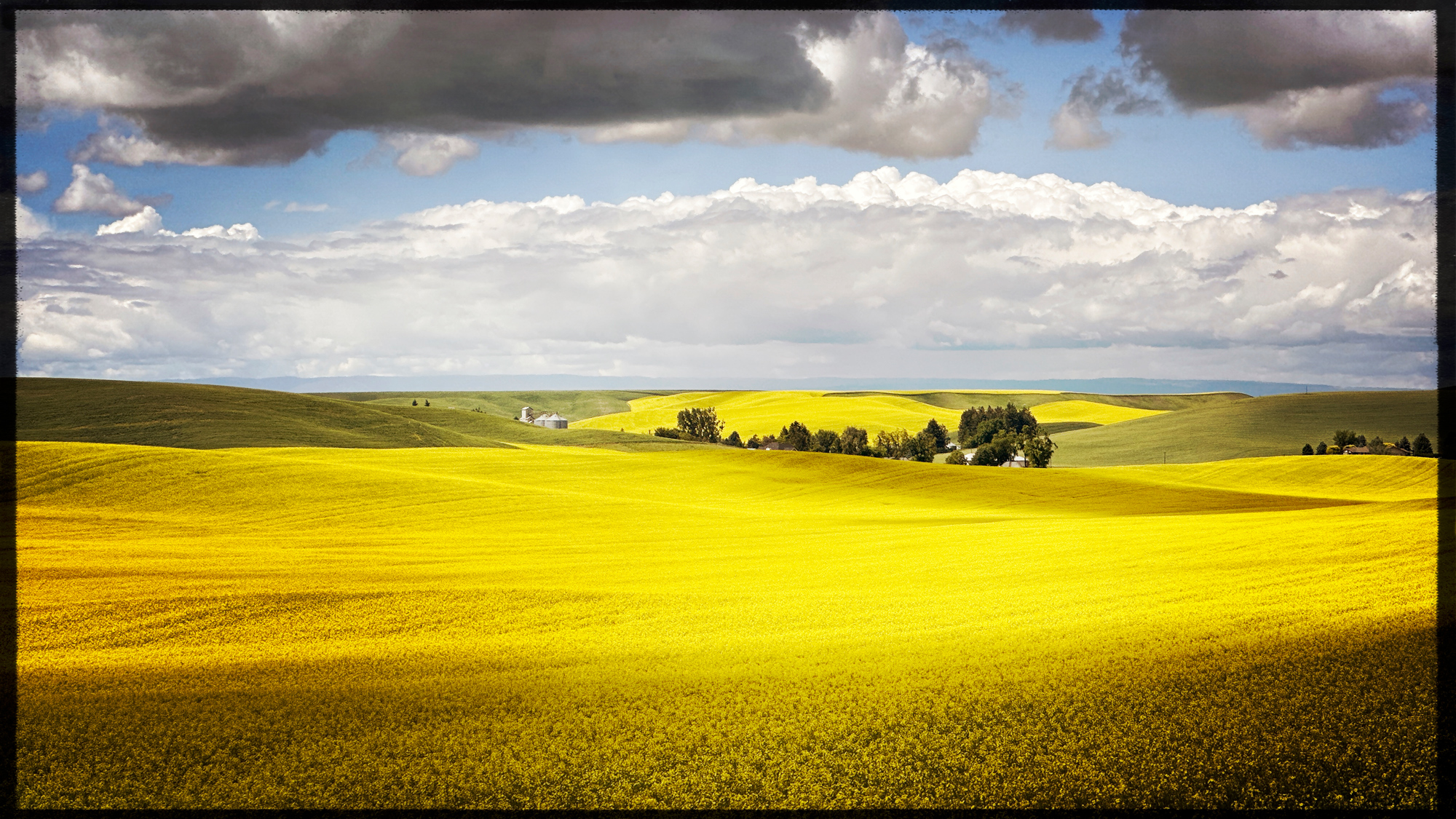 Canola or rape seed was abundant this year. Just massive fields of yellow. So beautiful.