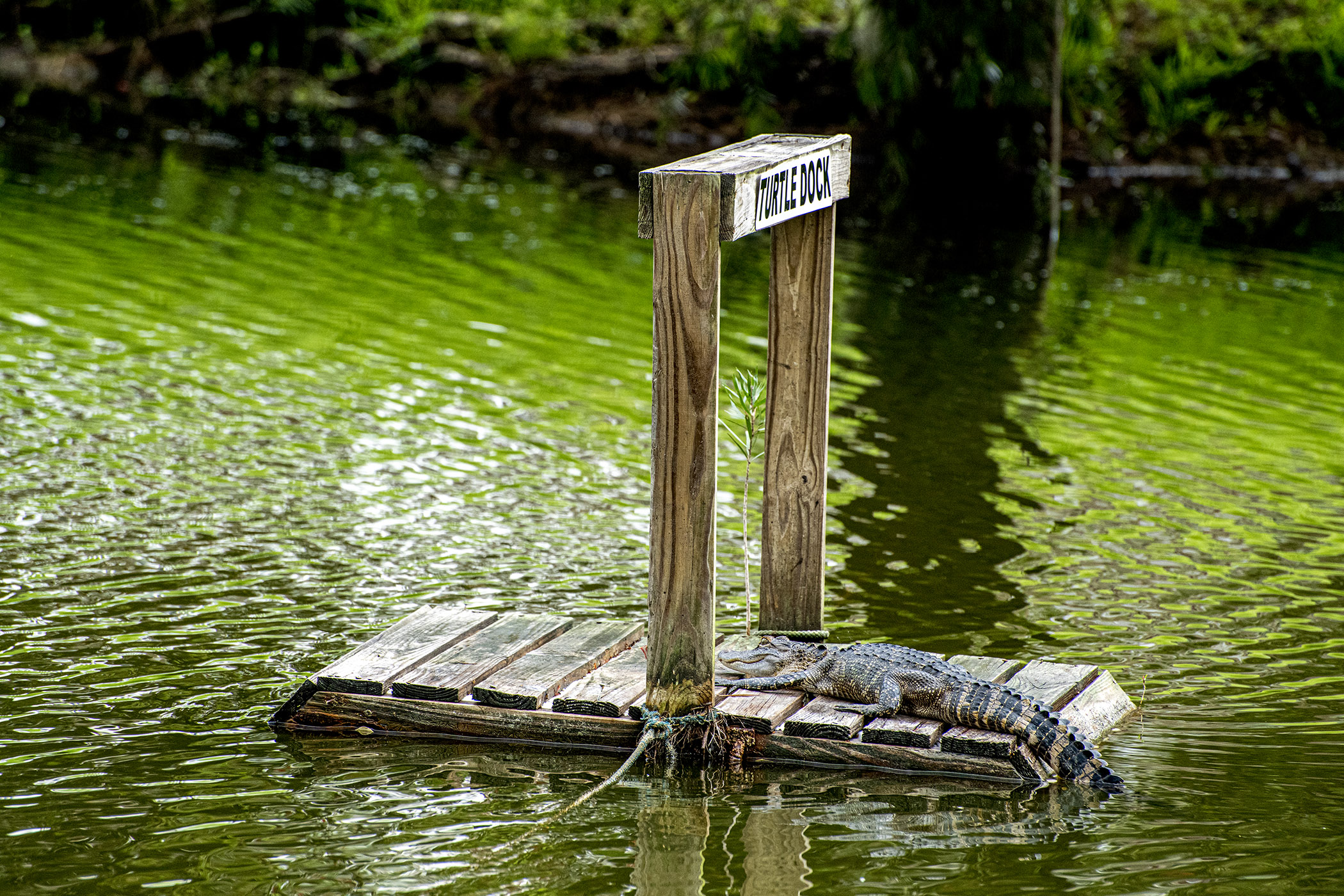 Little-Gator-on-the-Turtle-Dock