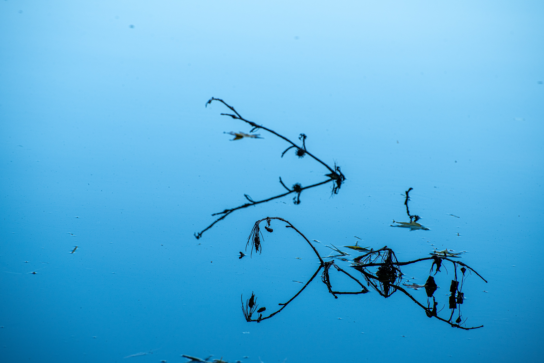 Reflections-in-the-Pond