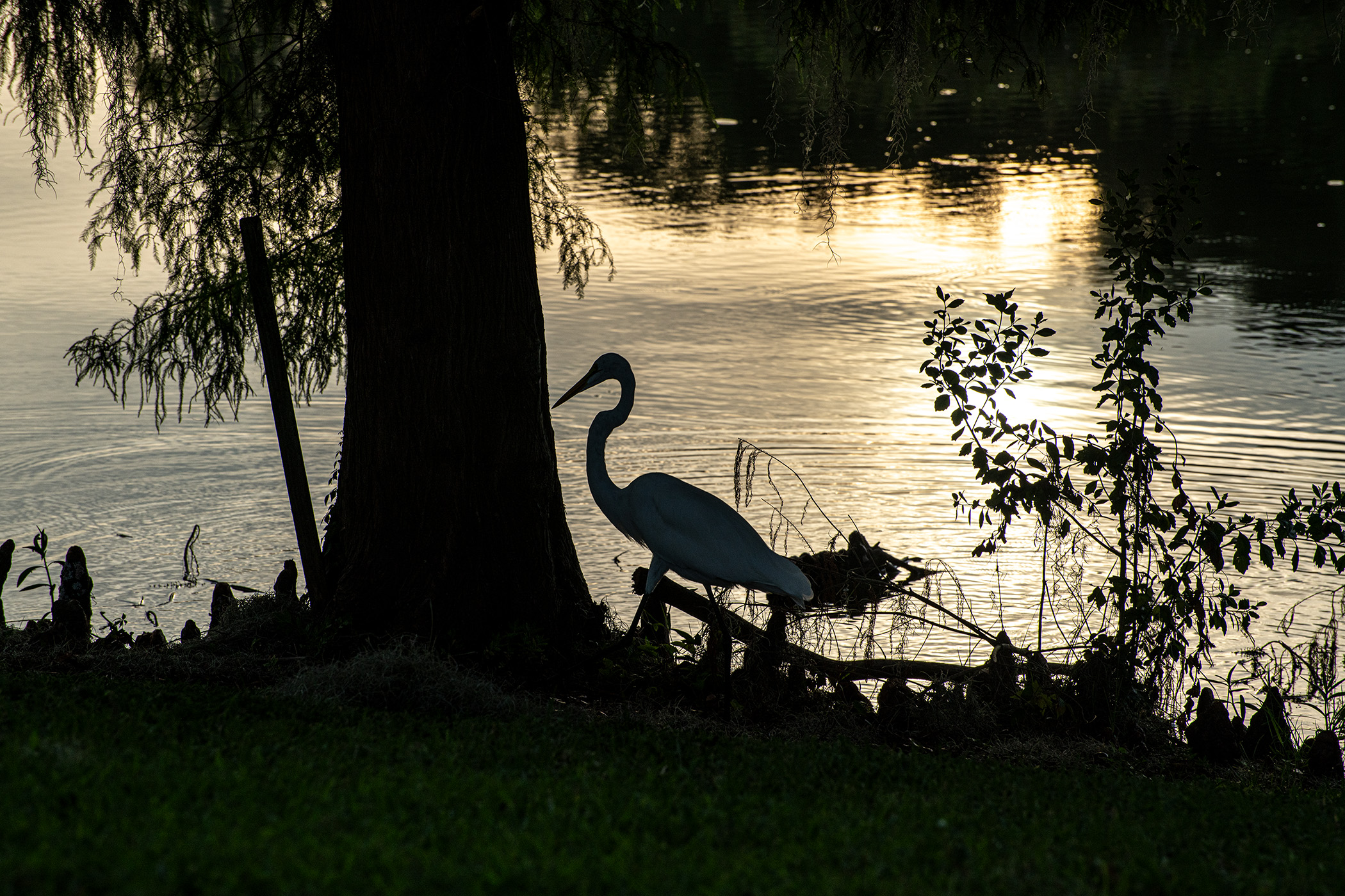 Resident-Egret-Fishing-at-Dawn