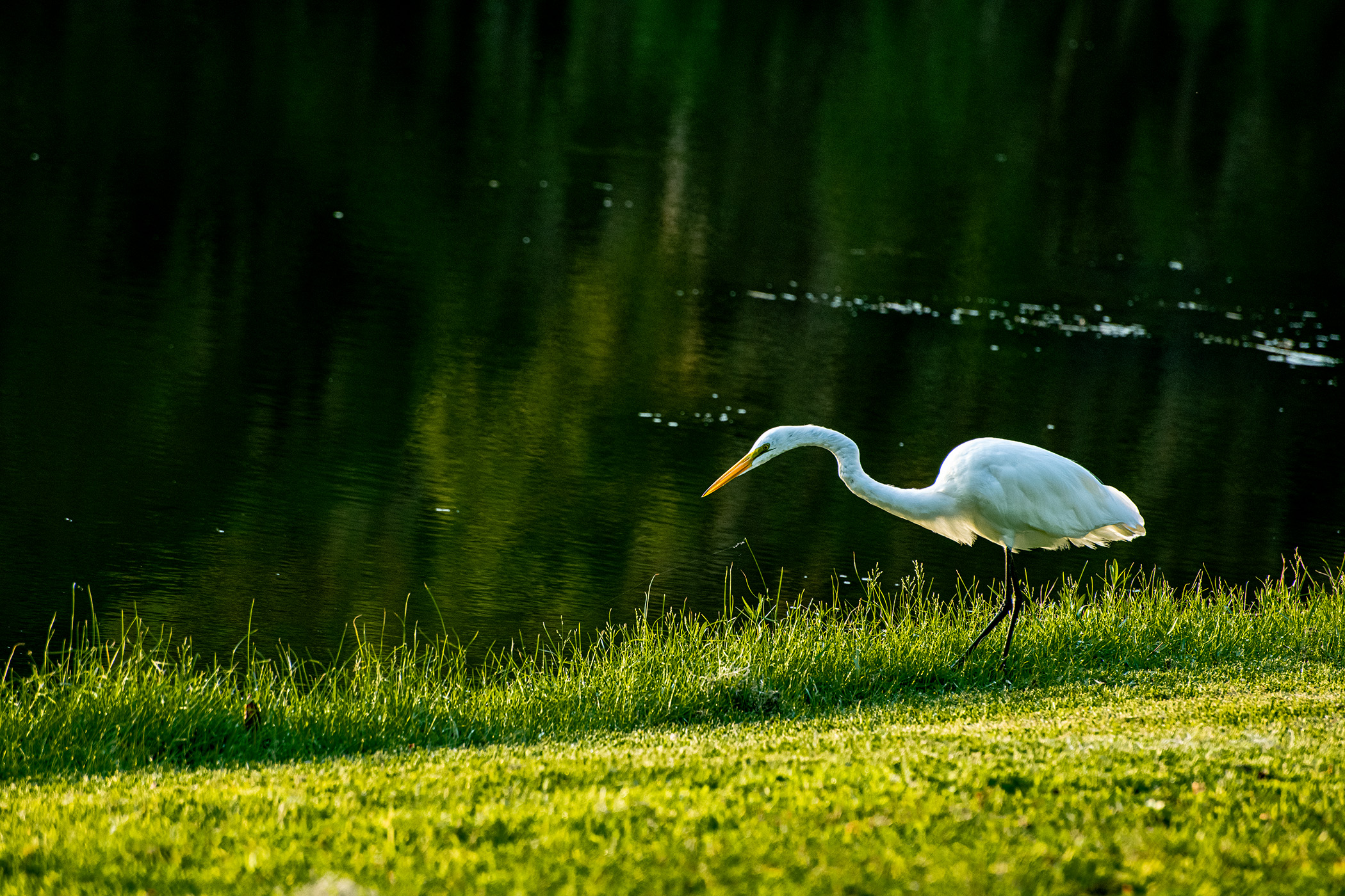 Resident-Egret-Ready-to-Pounce